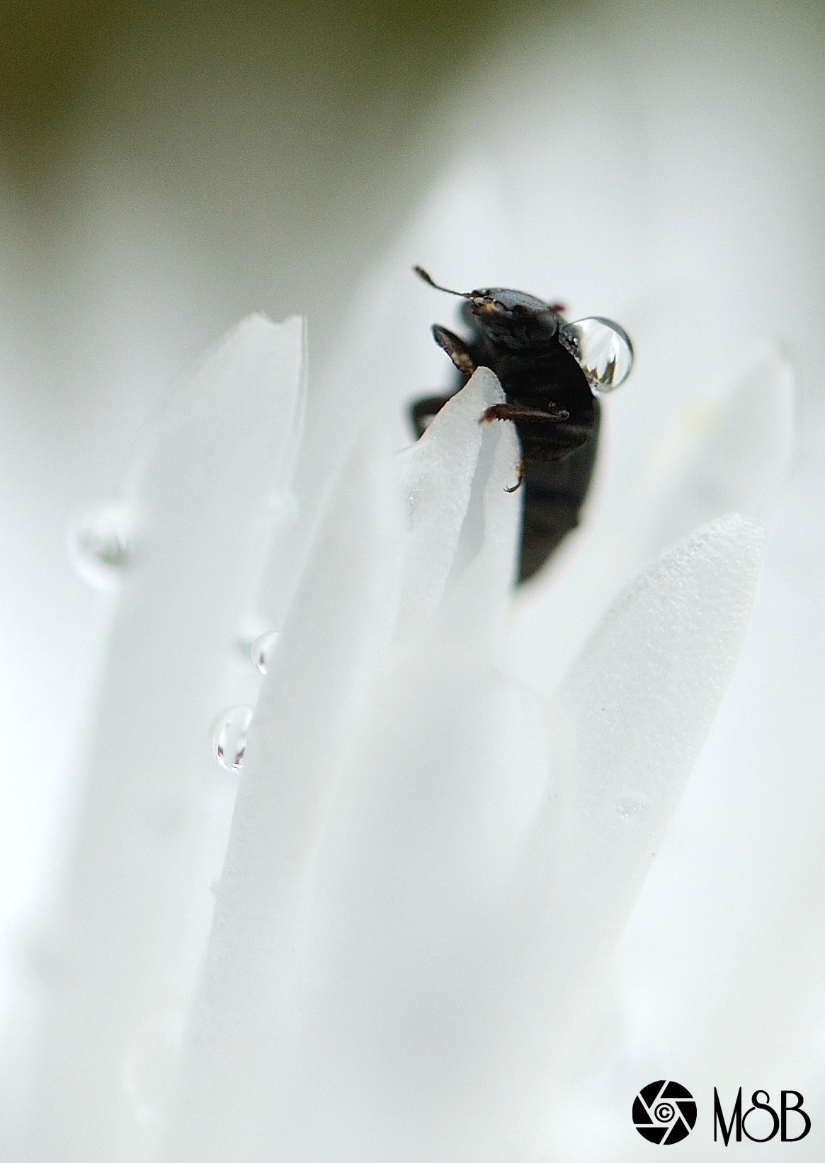 Nikon AF-S Micro-Nikkor 60mm F2.8G ED sample photo
