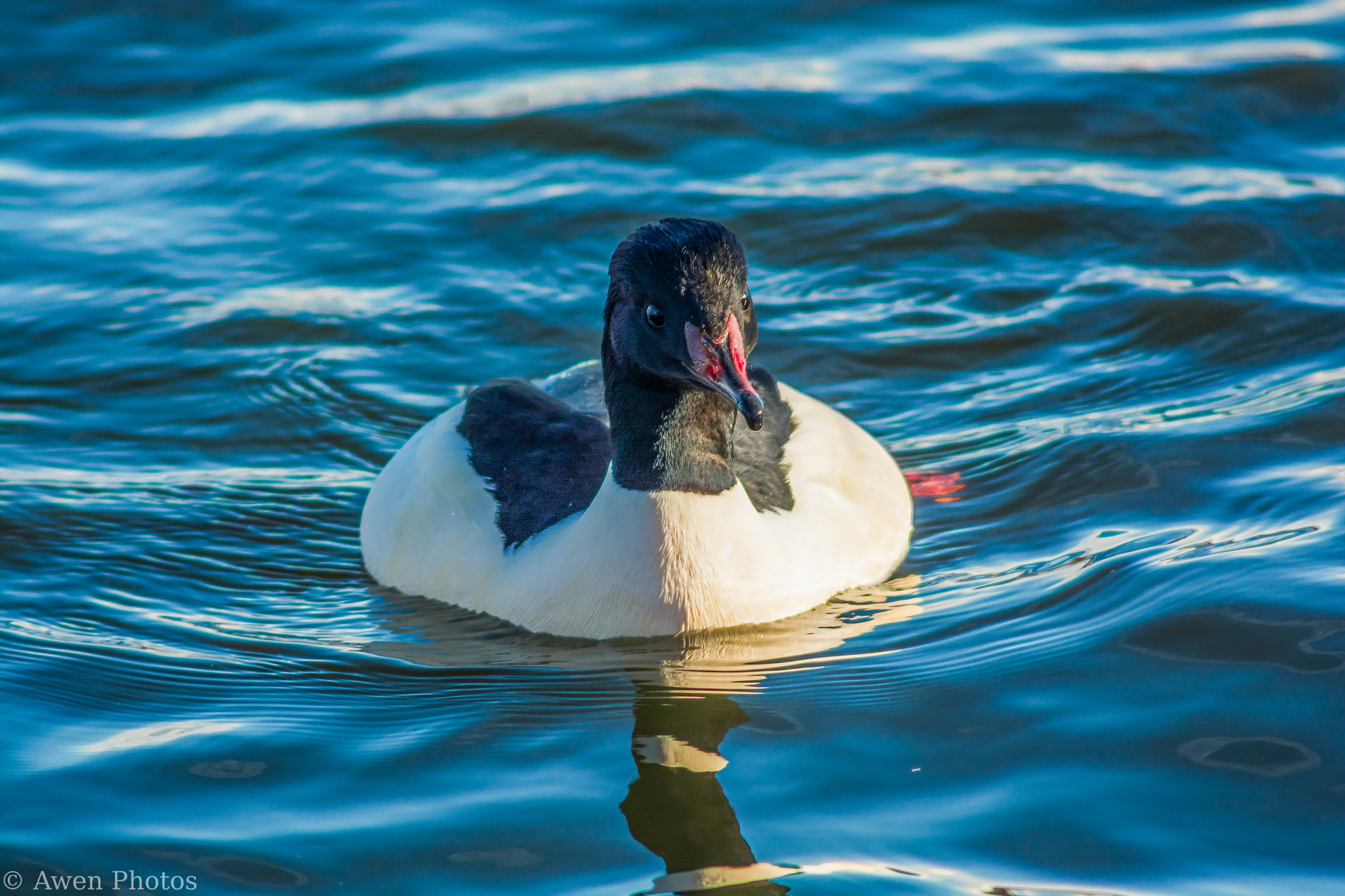 Nikon D7100 + Sigma APO 400mm F5.6 sample photo. Male gooseander (2) photography