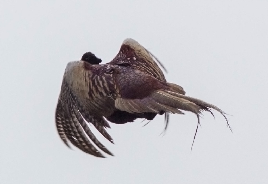 Canon EOS 700D (EOS Rebel T5i / EOS Kiss X7i) + Canon EF 200mm F2.8L II USM sample photo. Pheasant in flight photography