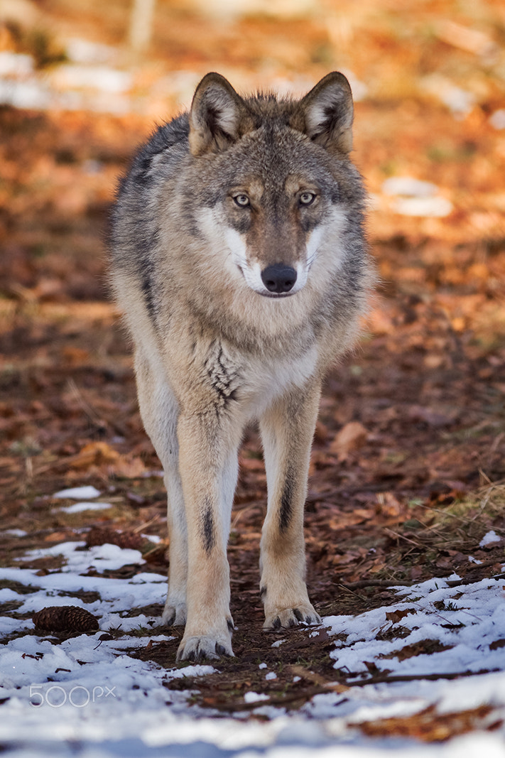 Canon EOS 6D + Canon EF 400mm F5.6L USM sample photo. Wolf photography