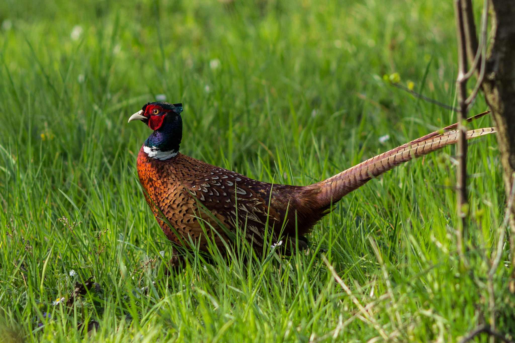 Canon EOS 700D (EOS Rebel T5i / EOS Kiss X7i) + Canon EF 200mm F2.8L II USM sample photo. Proud he stands photography