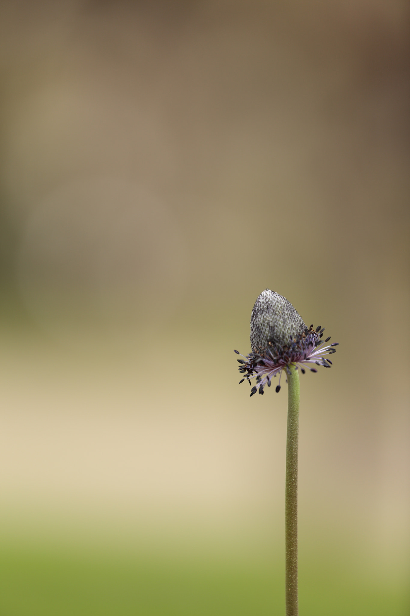 Canon EF 180mm F3.5L Macro USM sample photo. Tms #1 photography
