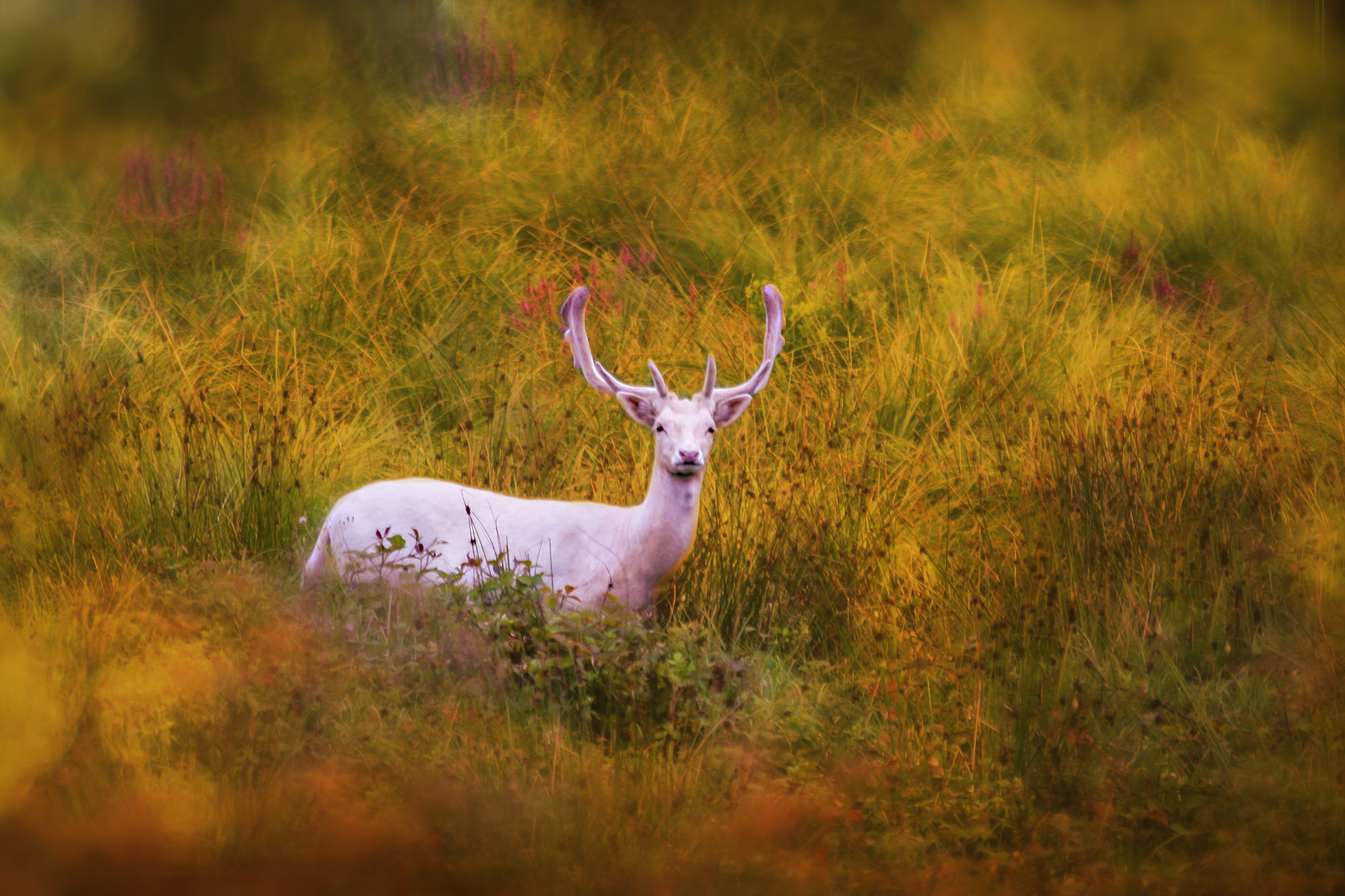 Canon EF 70-300mm F4-5.6 IS USM sample photo. Hello dear photography