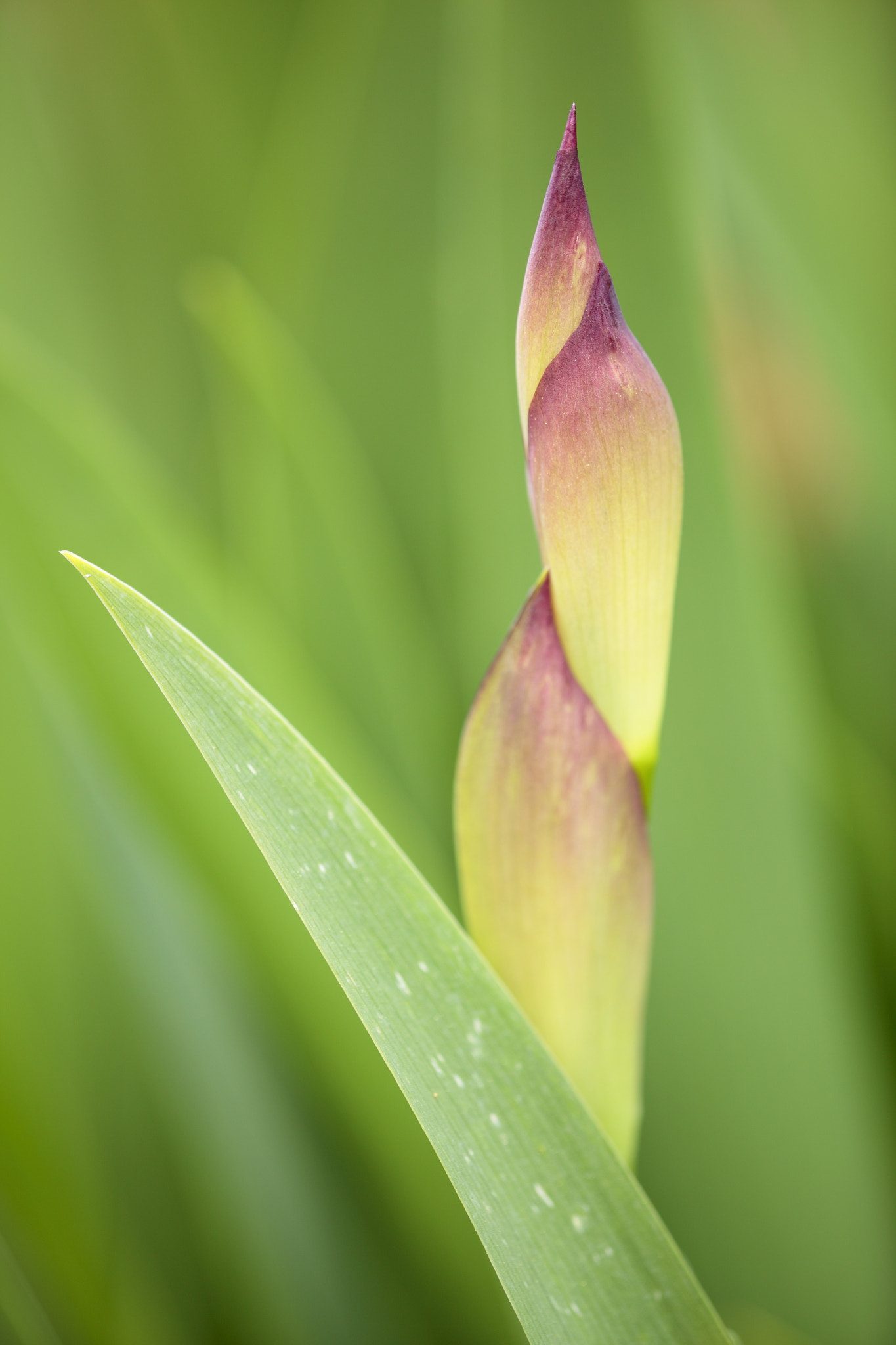 Canon EF 180mm F3.5L Macro USM sample photo. Tms #2 photography