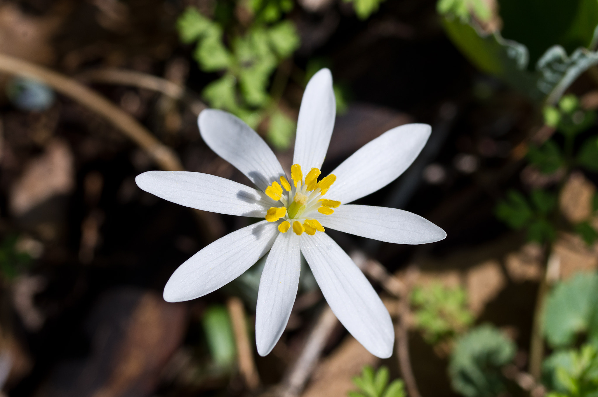 Pentax K-x + Pentax smc D-FA 50mm F2.8 Macro sample photo. A crown of gold photography