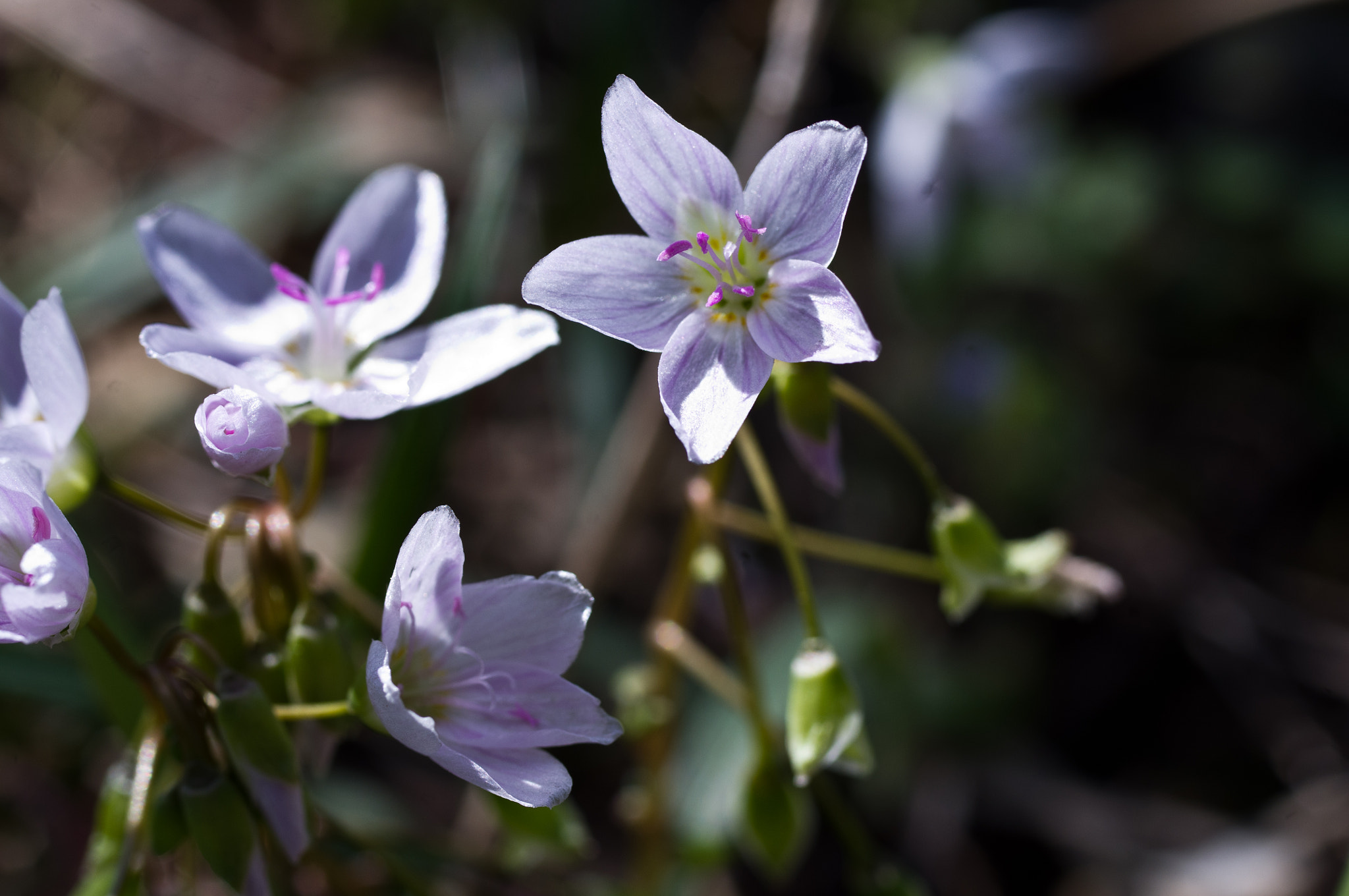 Pentax K-x + Pentax smc D-FA 50mm F2.8 Macro sample photo. A spring beauty photography