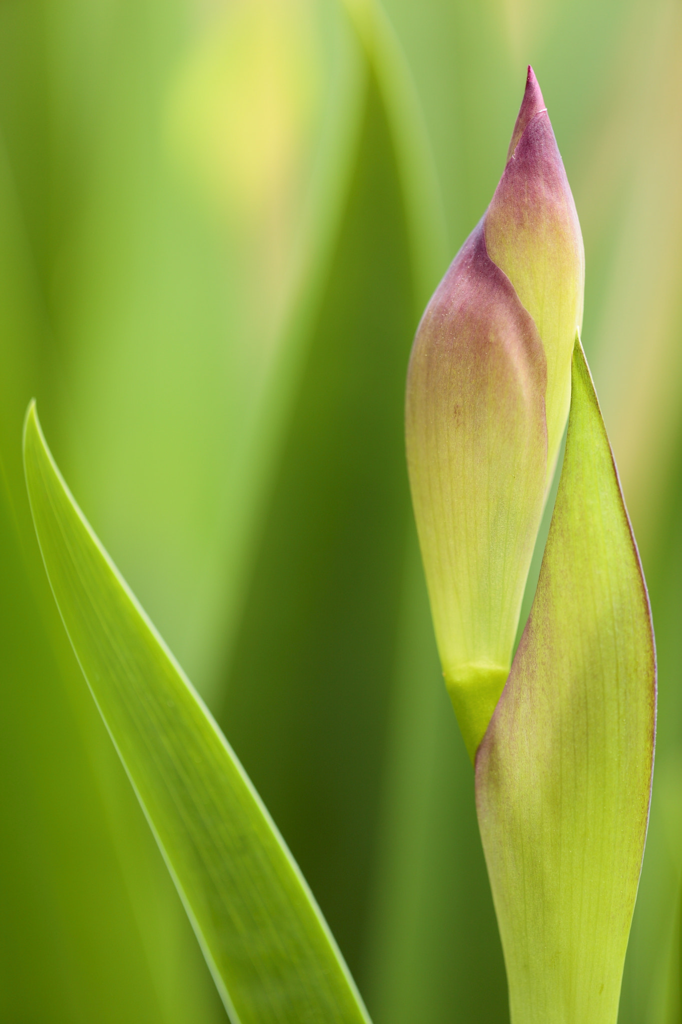 Canon EF 180mm F3.5L Macro USM sample photo. Tms #3 photography