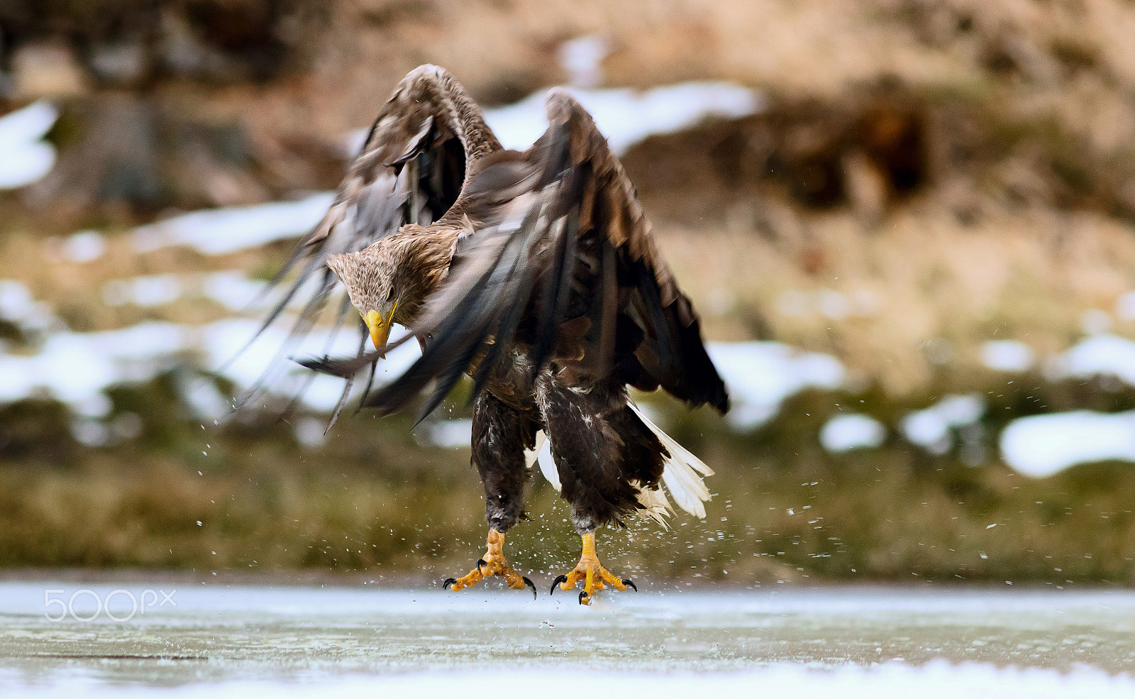 Canon EOS 760D (EOS Rebel T6s / EOS 8000D) + Canon EF 200mm f/2.8L sample photo. Orel mořský-přistání photography