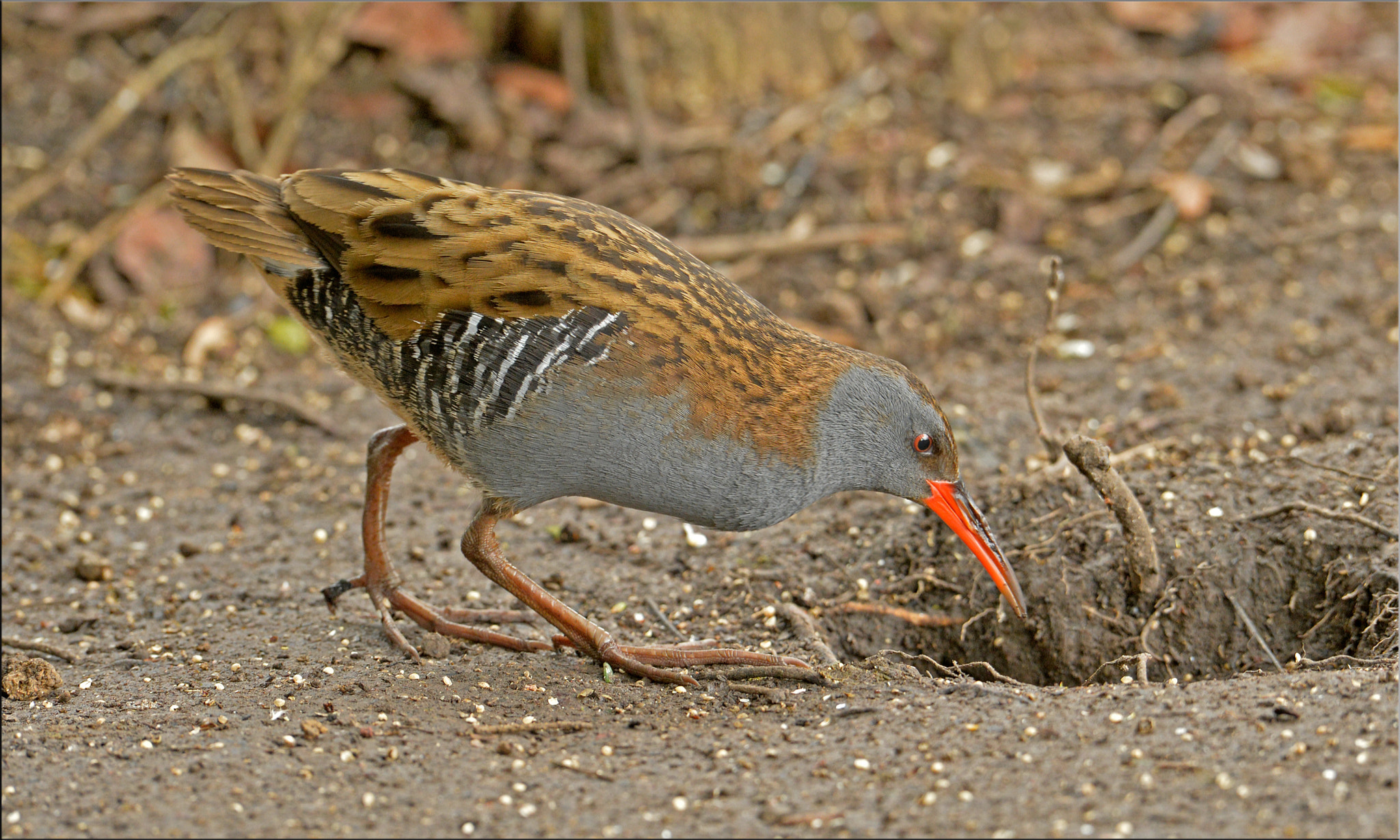 Nikon AF-S Nikkor 400mm F2.8D ED-IF II sample photo. Arundel water rail photography