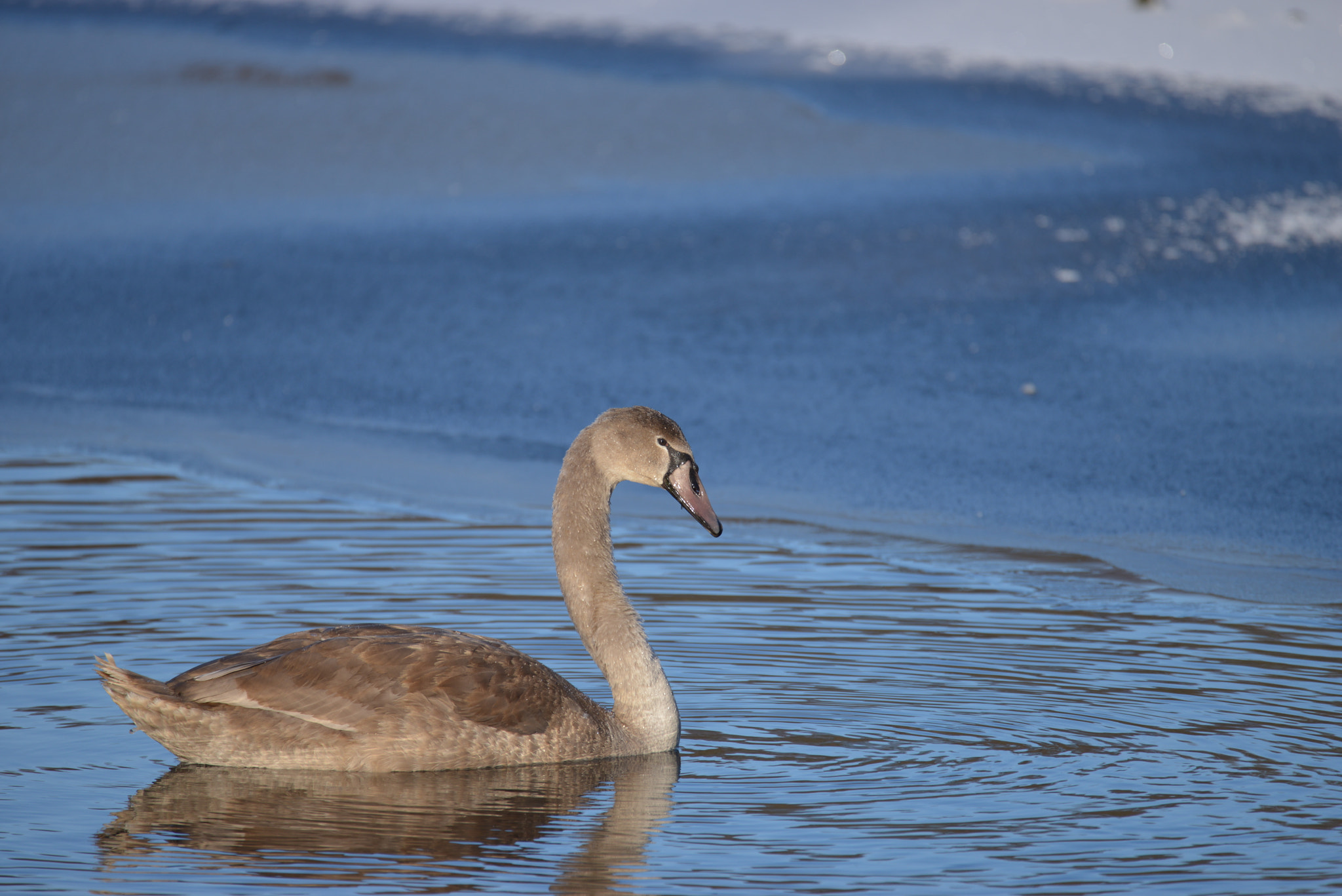 v2?sig=0176c47f0dd831f9fc4e659b576ea3d99a8fe5559b91b0e6396df29ab01c9997