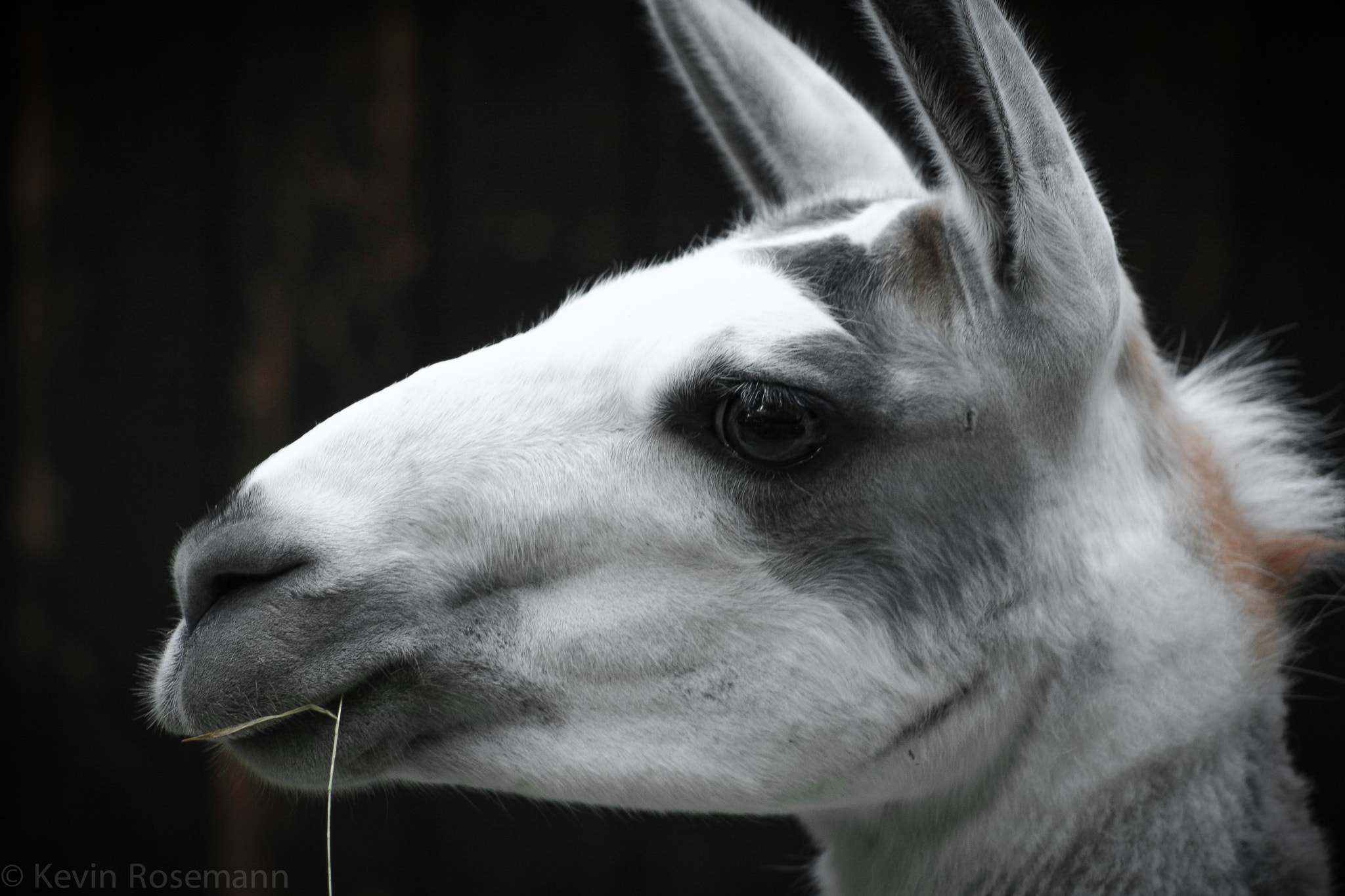Canon EF 75-300mm f/4-5.6 USM sample photo. Hungry photography