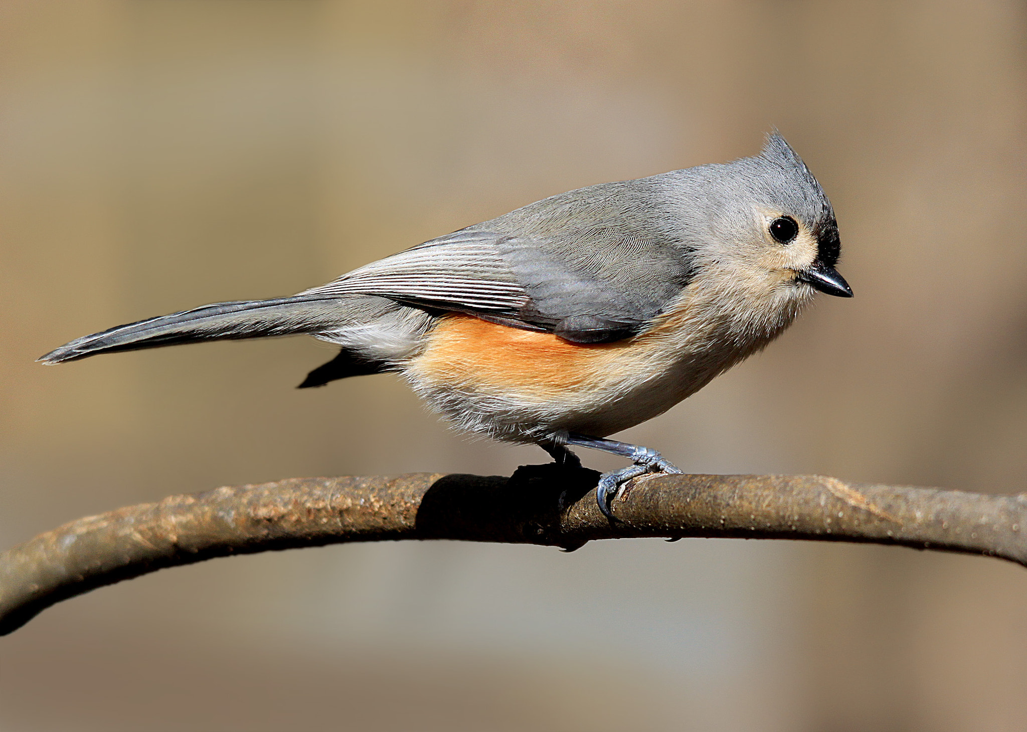 Sigma 150-500mm F5-6.3 DG OS HSM sample photo. Tufted titmouse photography
