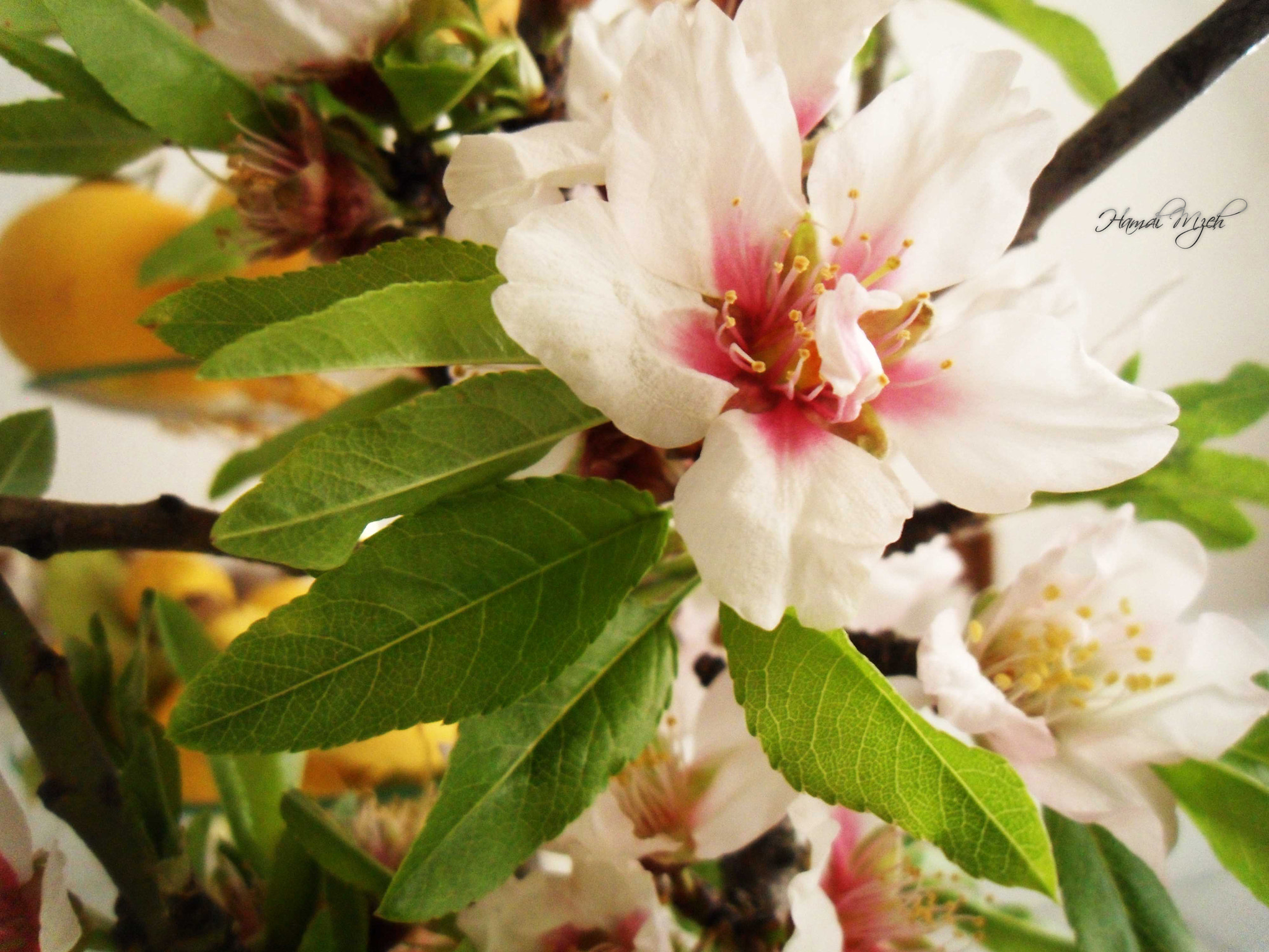 Samsung ST500 /  ST510 / VLUU ST500 /  TL220 sample photo. Almonds flower photography