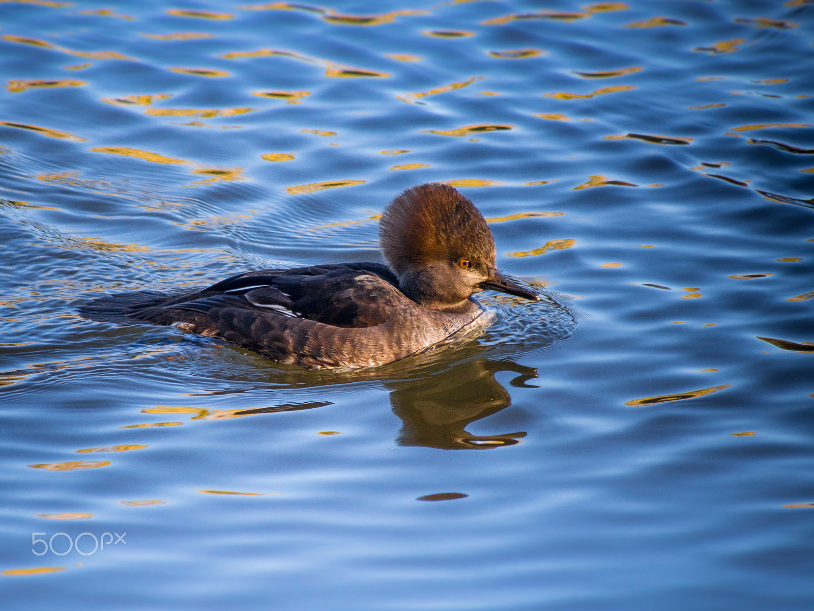 Olympus PEN E-PL5 sample photo. Hooded merganser photography
