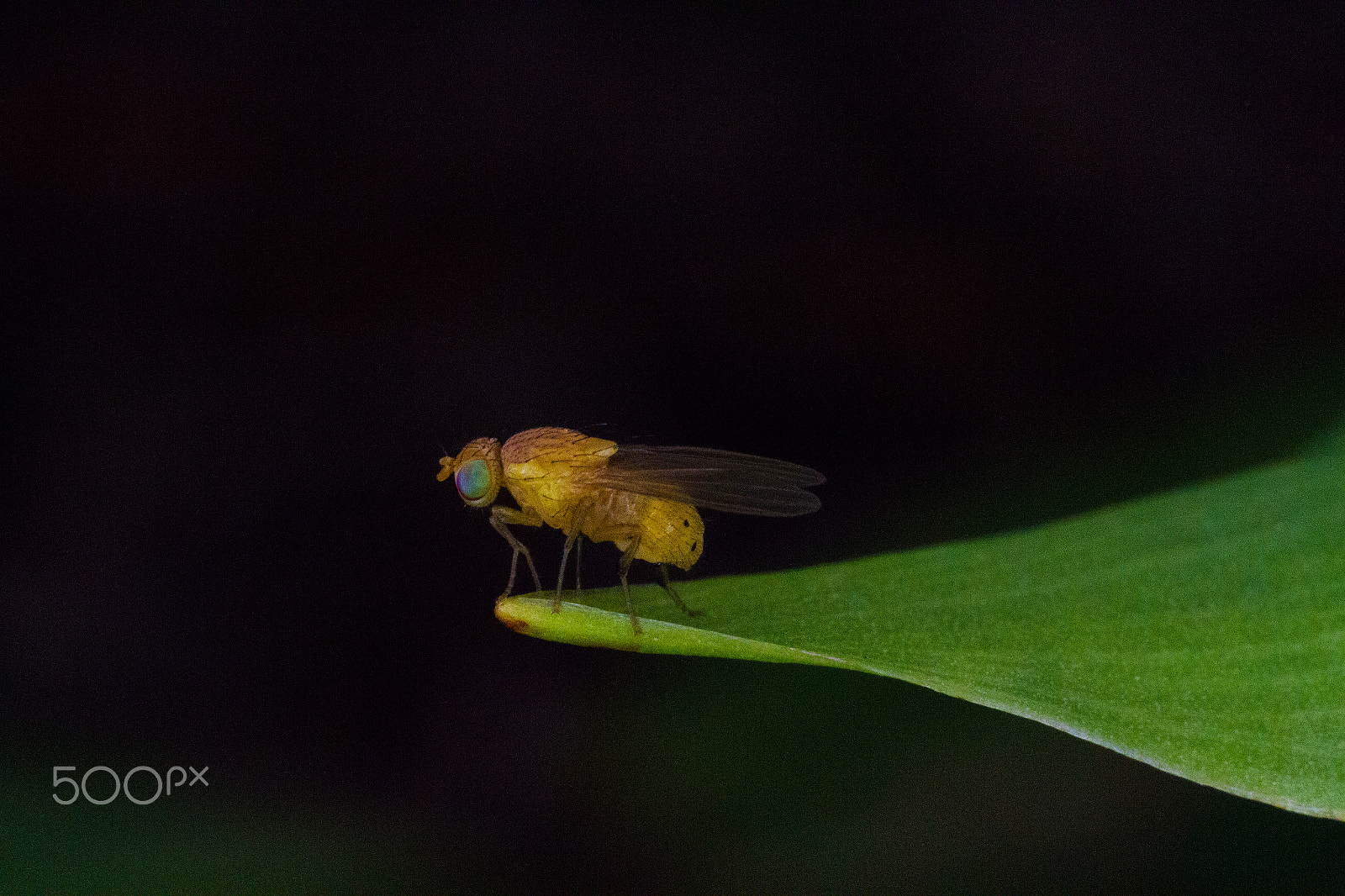 Sigma 50mm f/1.4 EX DG HSM + 1.4x sample photo. On the edge photography