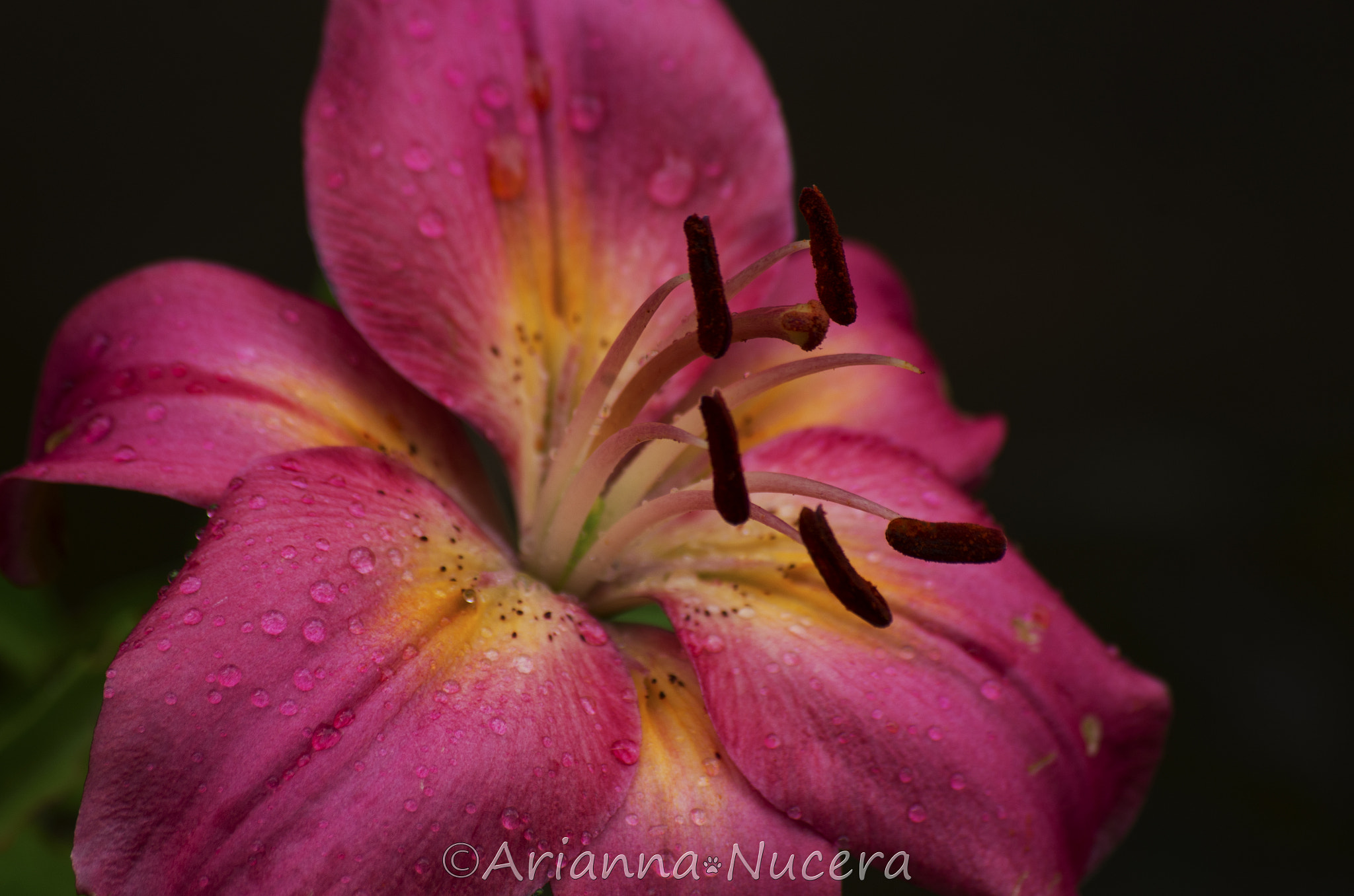 smc PENTAX-DA L 50-200mm F4-5.6 ED sample photo. Lilium photography