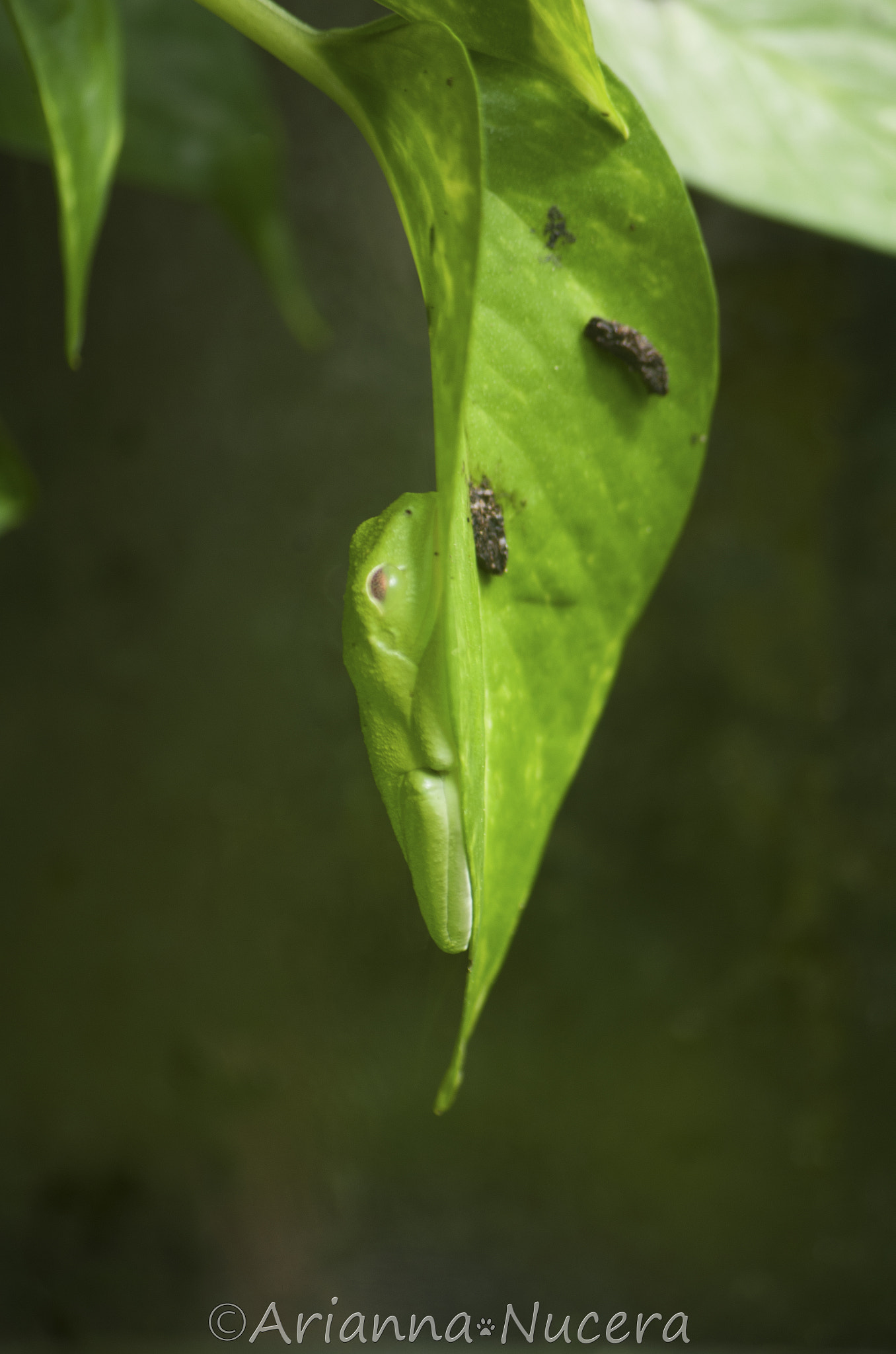 smc PENTAX-DA L 50-200mm F4-5.6 ED sample photo. Agalychnis callidryas photography