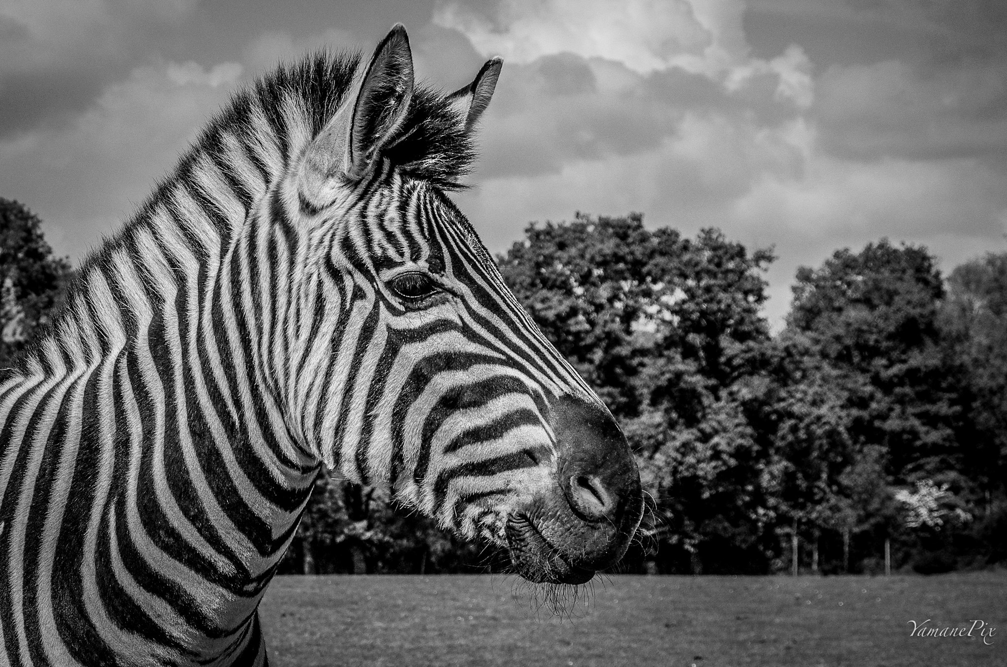 Pentax K-5 II sample photo. Black on white, or white on black ? photography