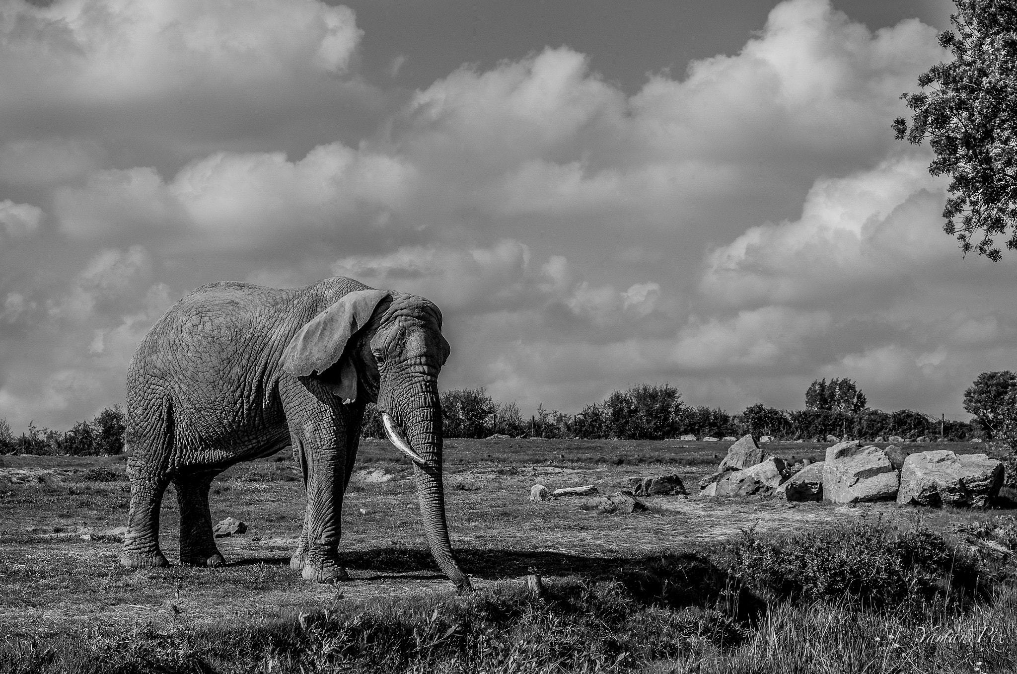 Pentax K-5 II sample photo. Éléphant photography