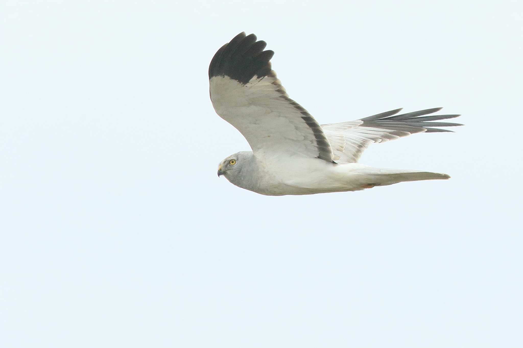 Canon EF 400mm F2.8L IS II USM sample photo. ハイイロチュウヒ   前− photography