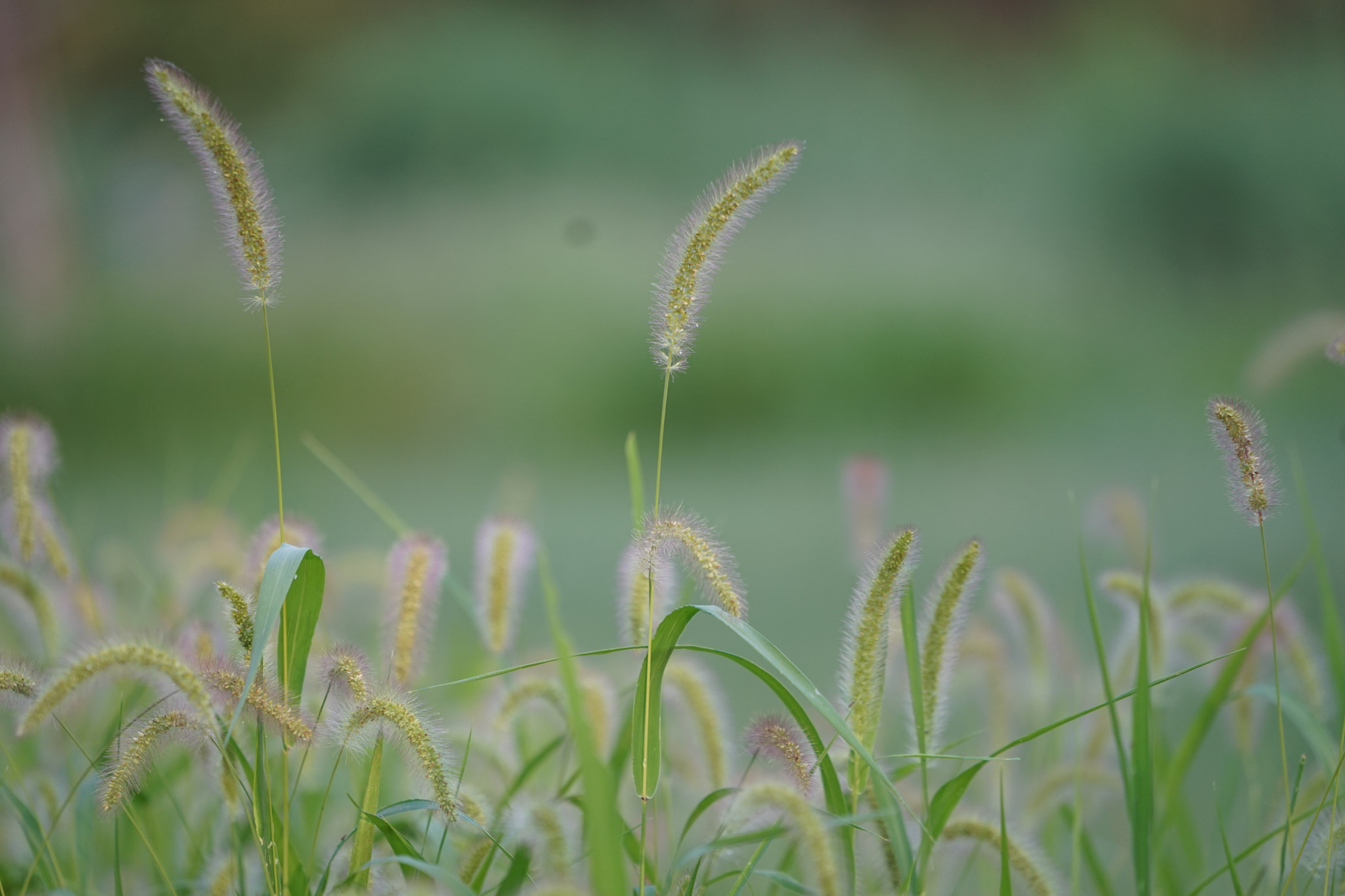 Sony a7 + Sony FE 70-200mm F4 G OSS sample photo. Dog tail grass 1 photography