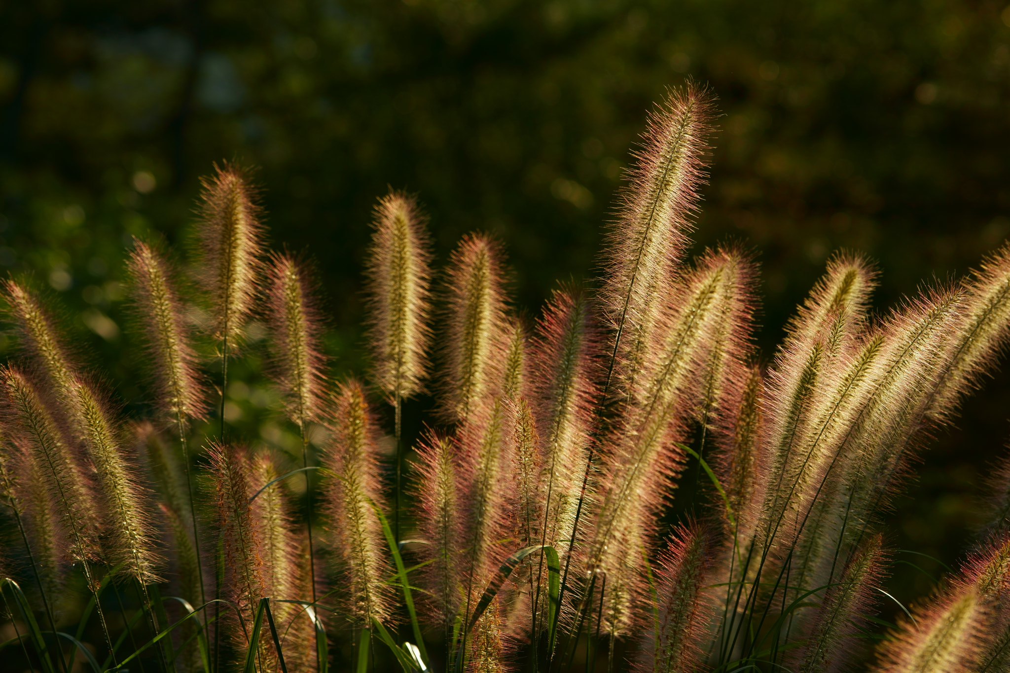 Sony a7 + Sony FE 70-200mm F4 G OSS sample photo. Dog tail grass 2 photography