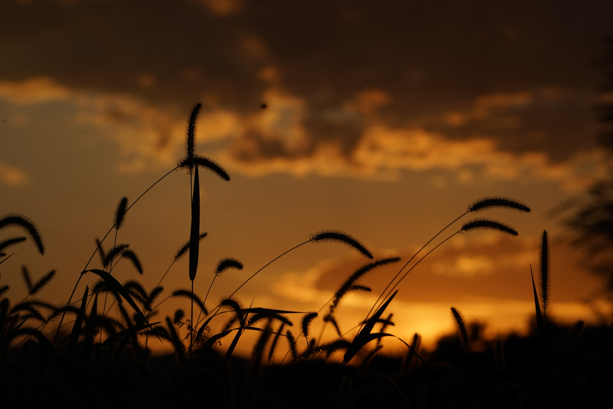 Sony a7 + Sony FE 70-200mm F4 G OSS sample photo. Dog tail grass & sunset photography