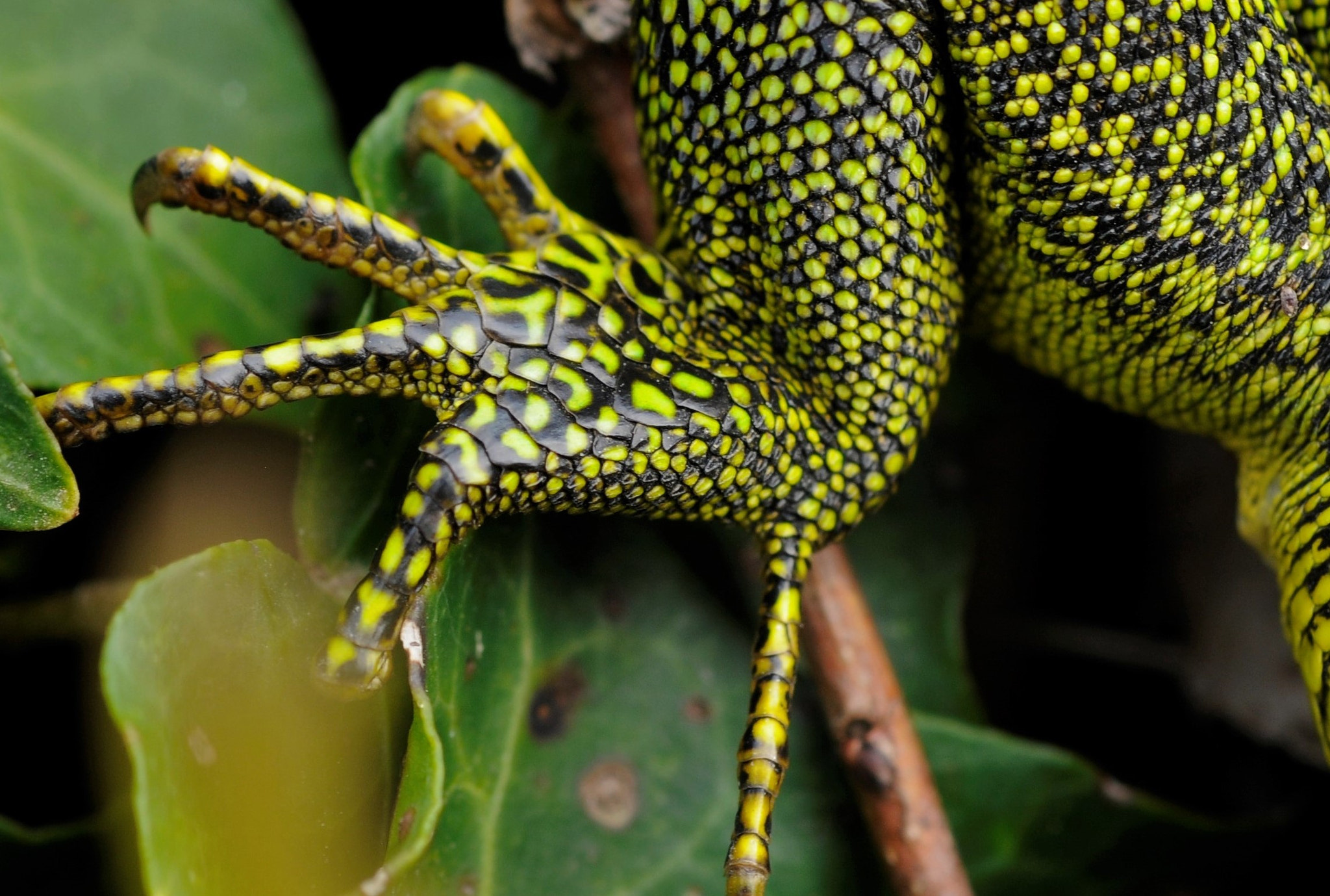 Nikon D300 + Nikon AF Micro-Nikkor 60mm F2.8D sample photo. Lacerta viridis photography