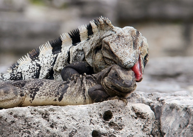 Canon EF-S 18-200mm F3.5-5.6 IS sample photo. Desert iguanas, tulum, mexico photography
