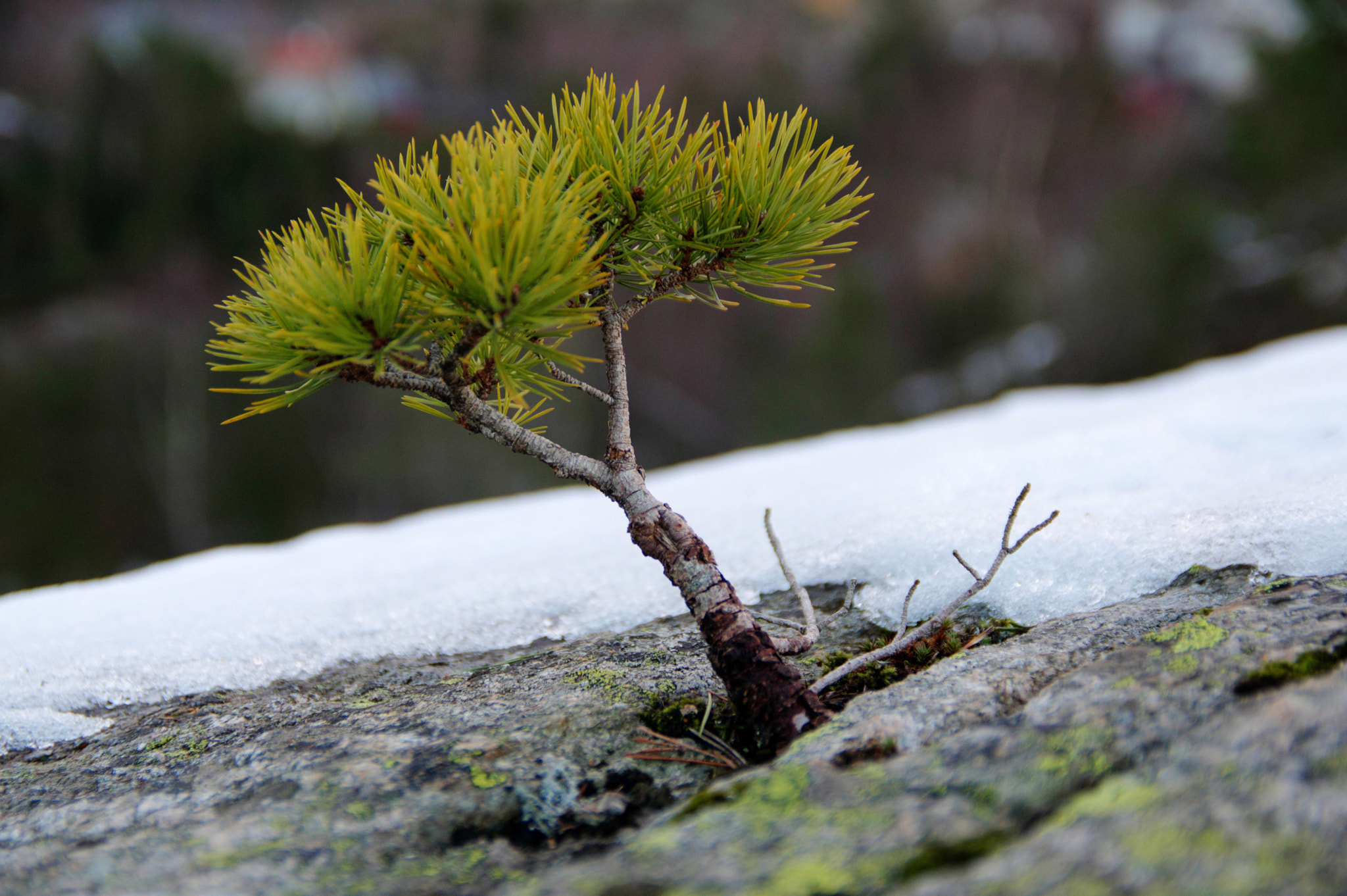 Pentax smc DA* 16-50mm F2.8 ED AL (IF) SDM sample photo. New and fragile life photography