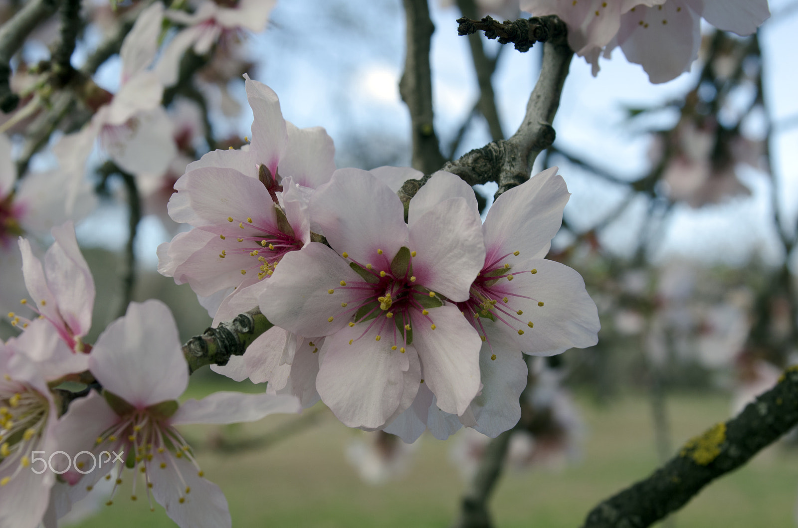AF Zoom-Nikkor 28-80mm f/3.3-5.6G sample photo. Almonds photography