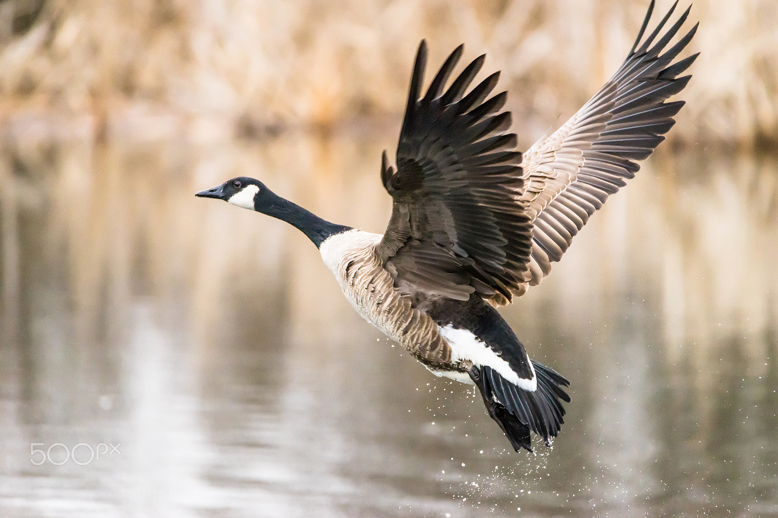 Sony a7 + Tamron SP 150-600mm F5-6.3 Di VC USD sample photo. Taking flight photography