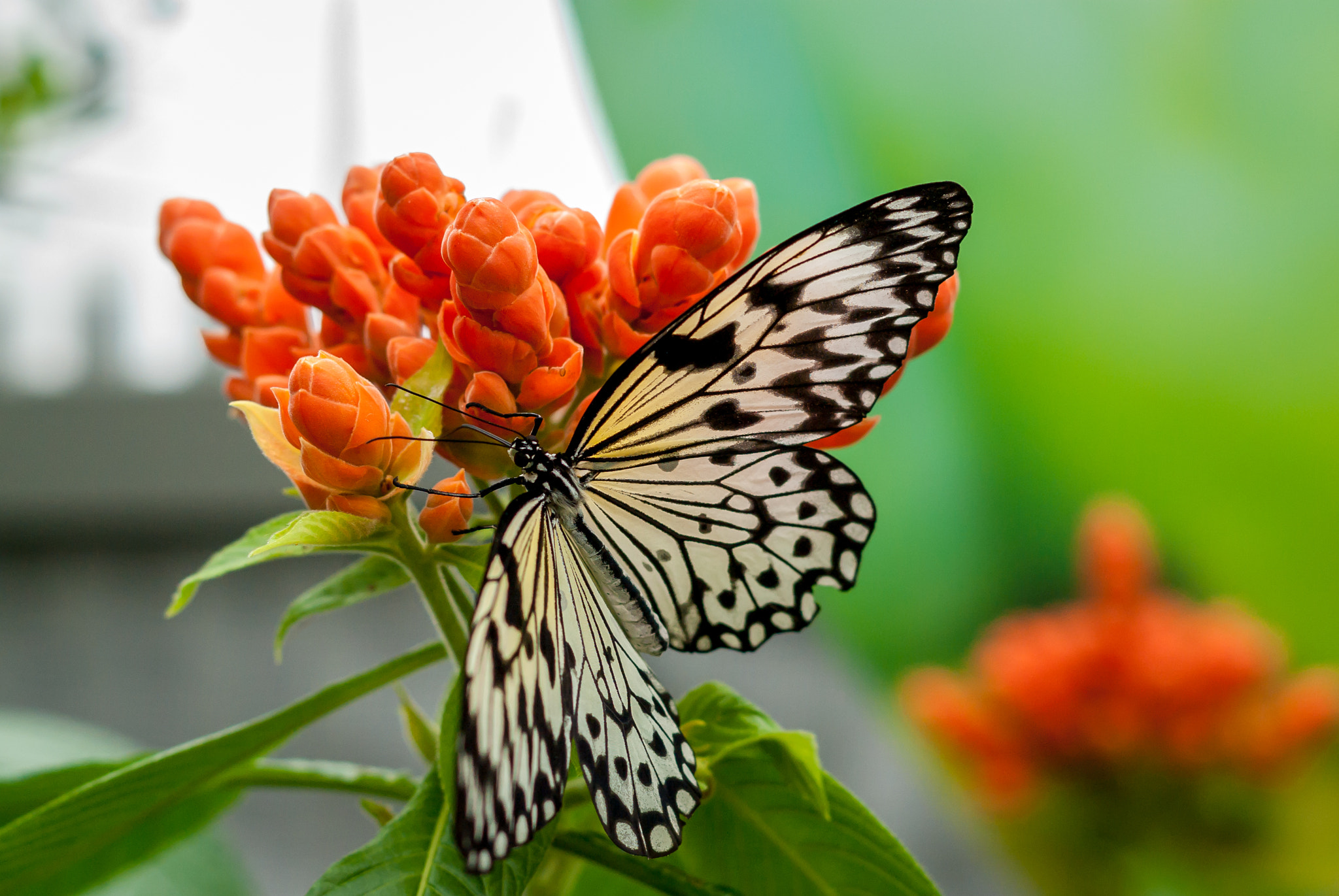 Pentax K10D + Pentax smc DA 50mm F1.8 sample photo. Butterfly wings photography