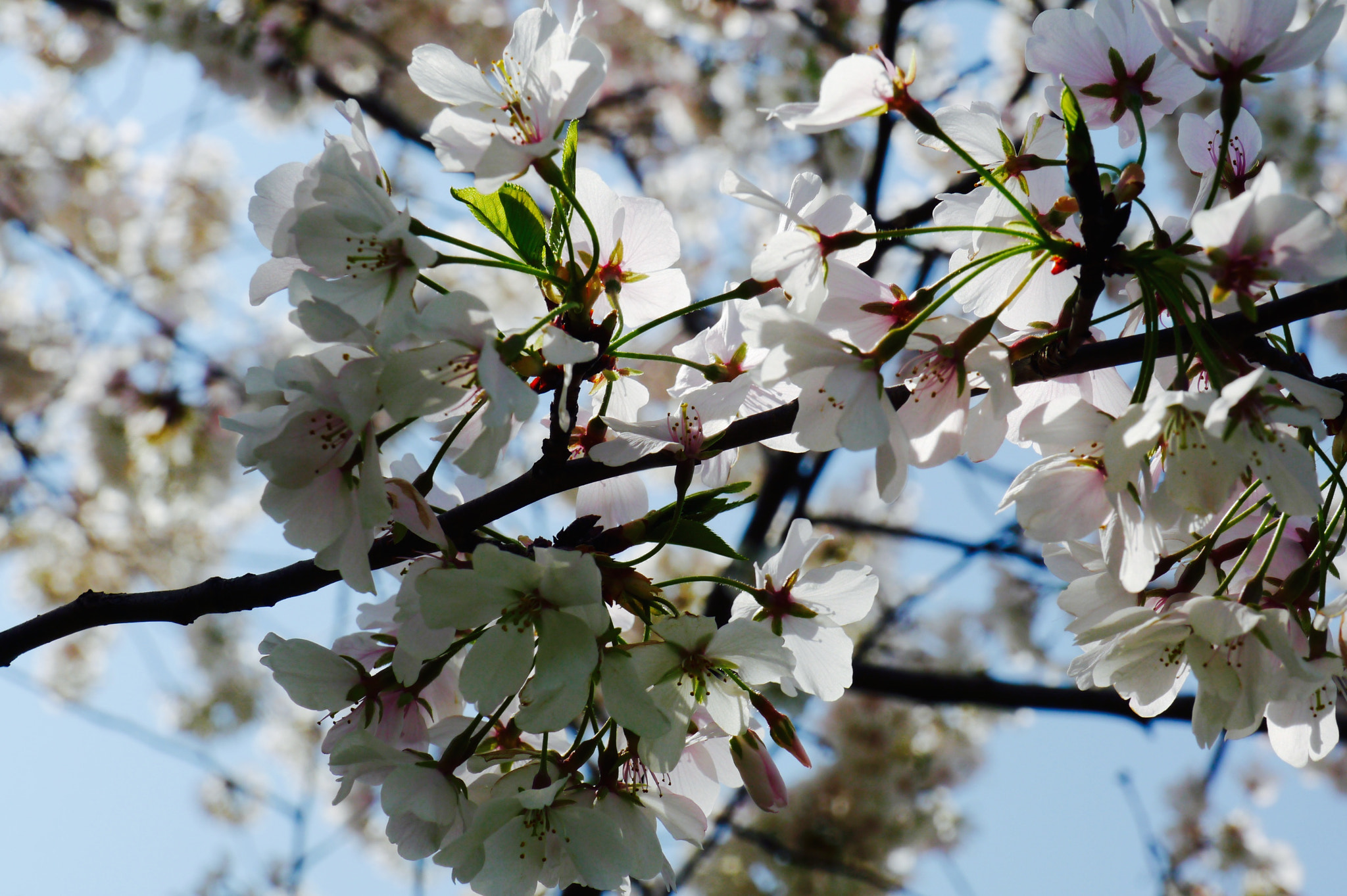 Panasonic Lumix DMC-G3 sample photo. Early blossom photography