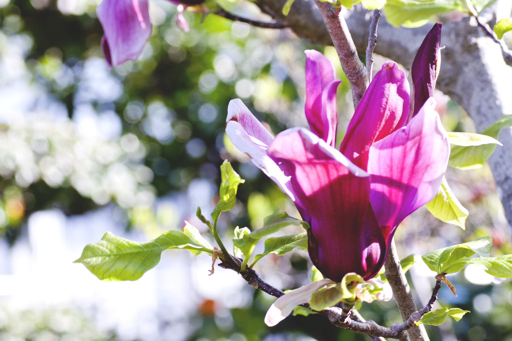 Canon EOS 50D + Tamron SP AF 90mm F2.8 Di Macro sample photo. モクレン（紫木蓮）magnolia quinquepeta photography