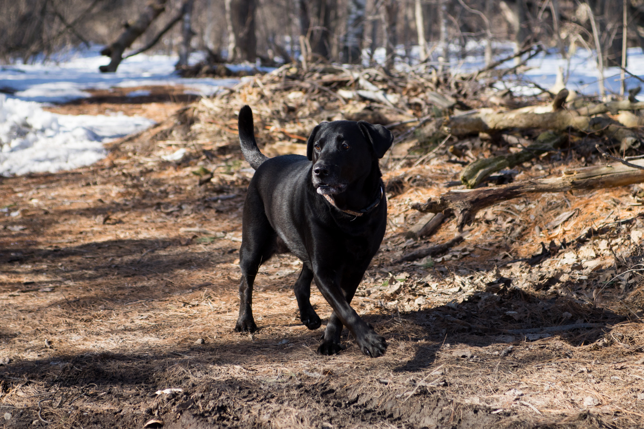 Sony a7 + Sigma 28-70mm EX DG F2.8 sample photo. Maddy the black lab photography