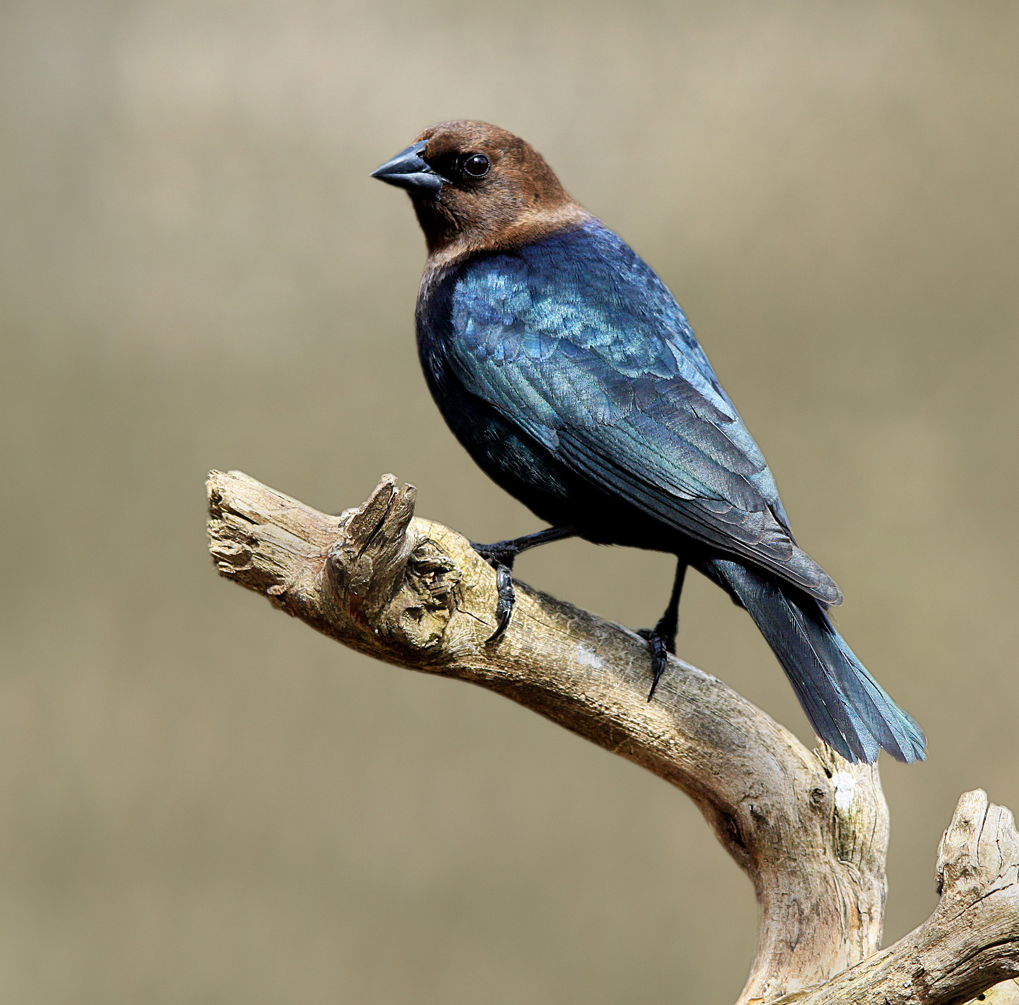 Sigma 150-500mm F5-6.3 DG OS HSM sample photo. Cowbird photography