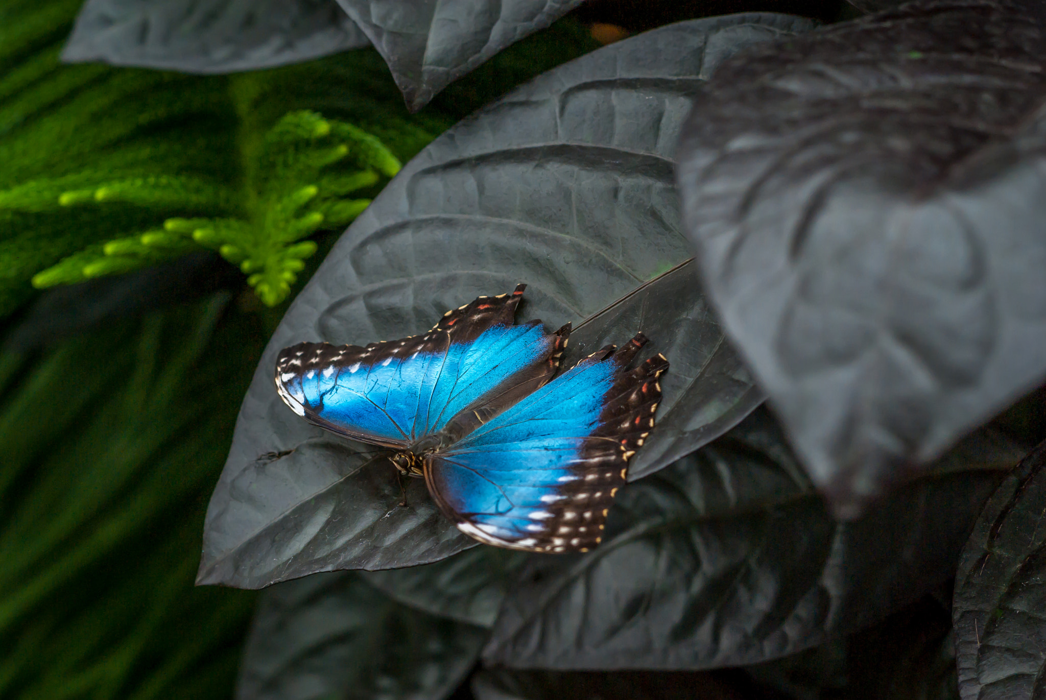 Pentax K10D + Pentax smc DA 50mm F1.8 sample photo. Blue wings photography