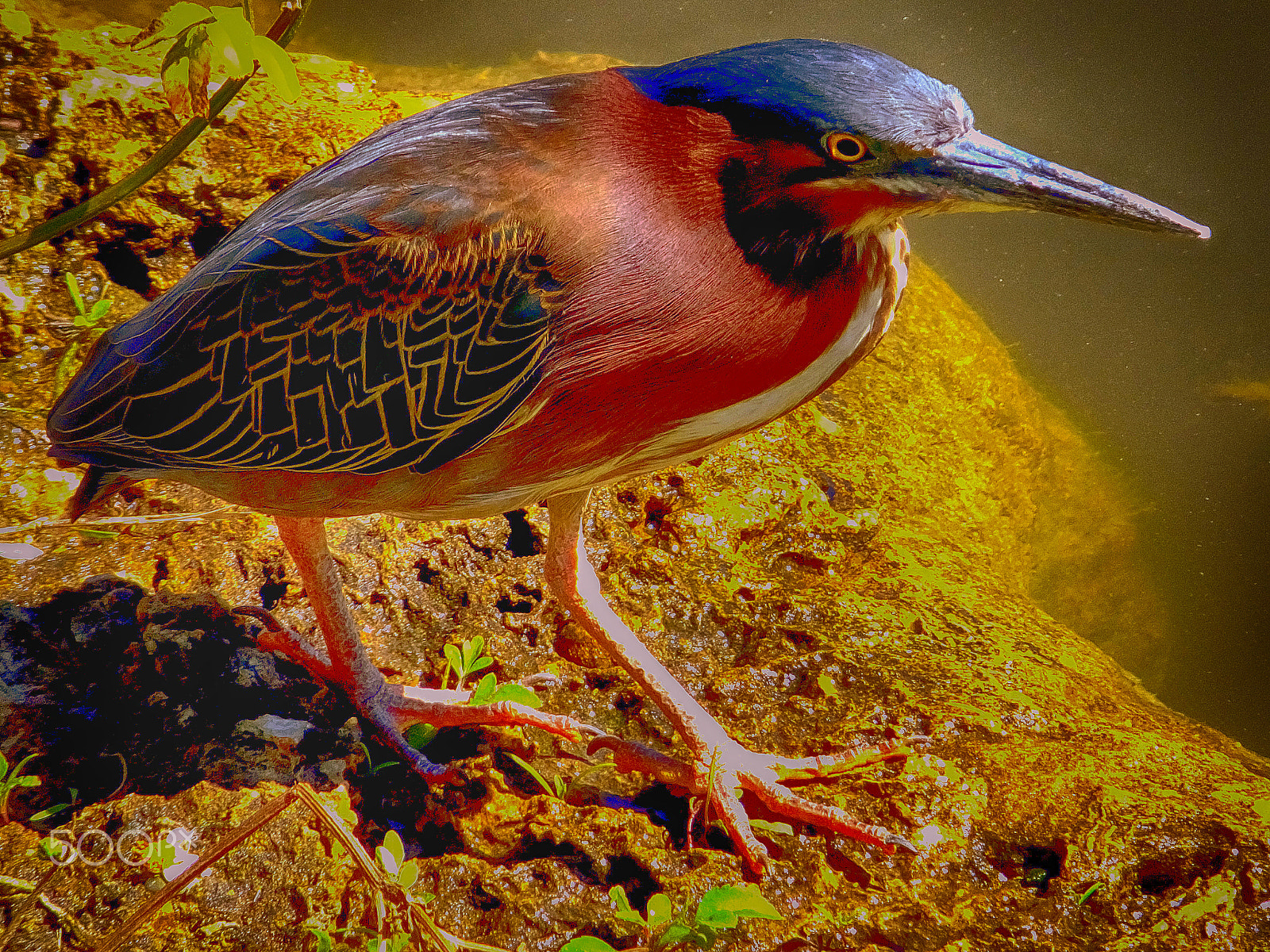 Fujifilm FinePix F850EXR sample photo. Green heron. butorides striatus. photography