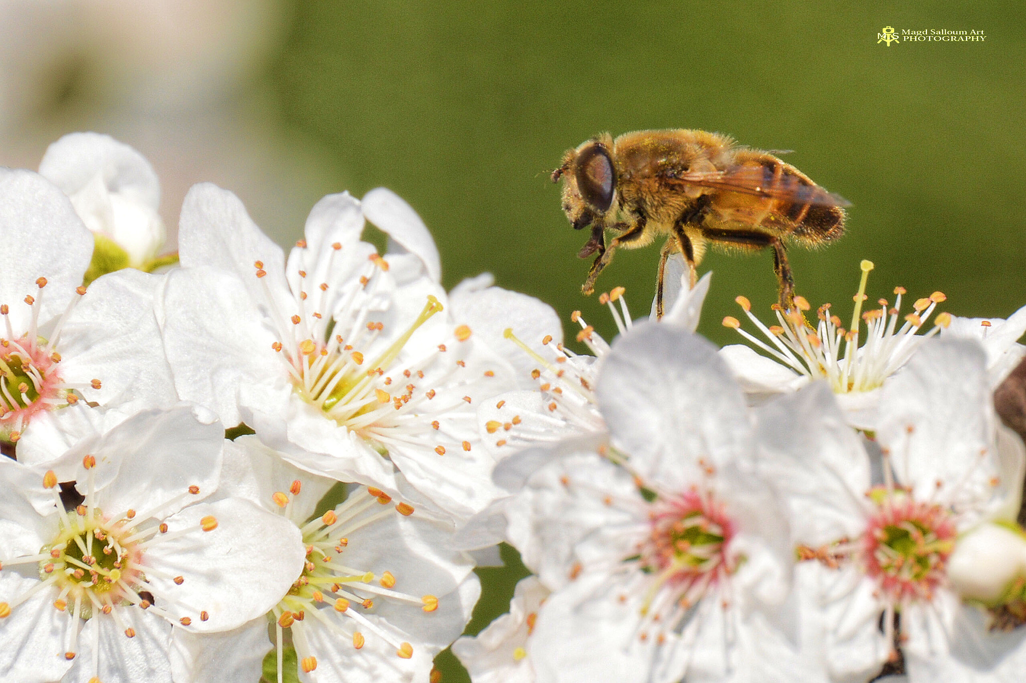 Sigma 120-400mm F4.5-5.6 DG OS HSM sample photo. Honey photography