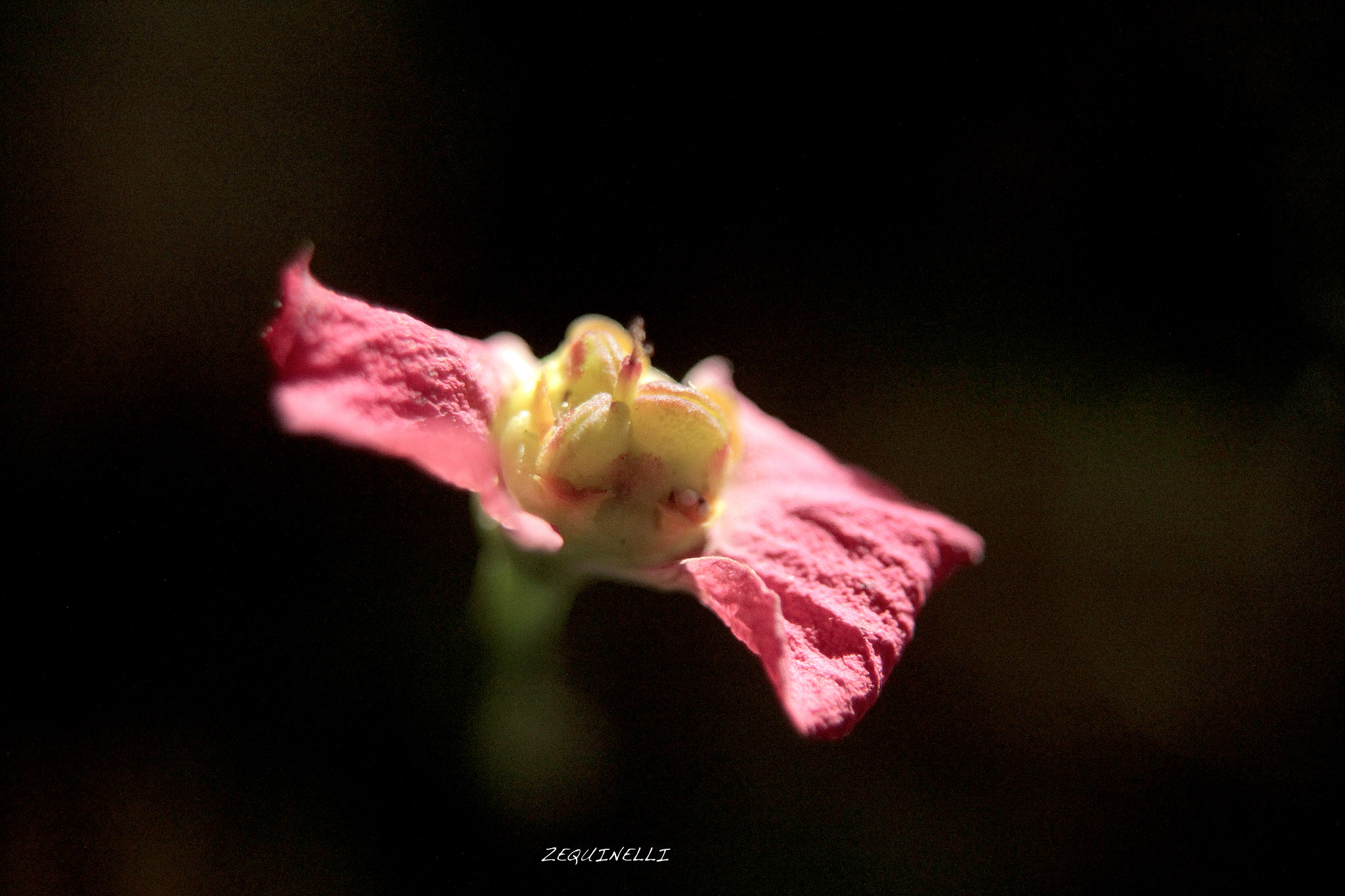 Sigma 28-80mm f/3.5-5.6 II Macro sample photo. Born photography