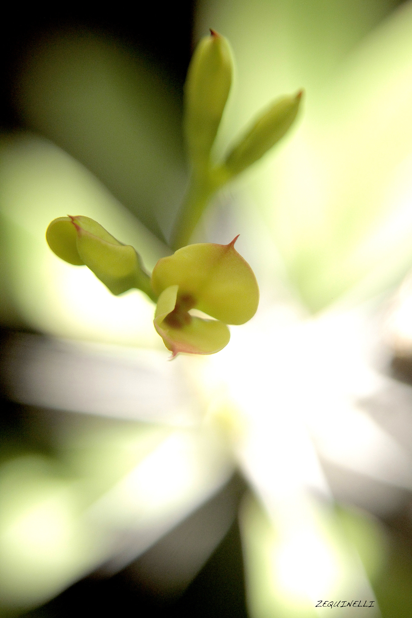 Sigma 28-80mm f/3.5-5.6 II Macro sample photo. Deal photography