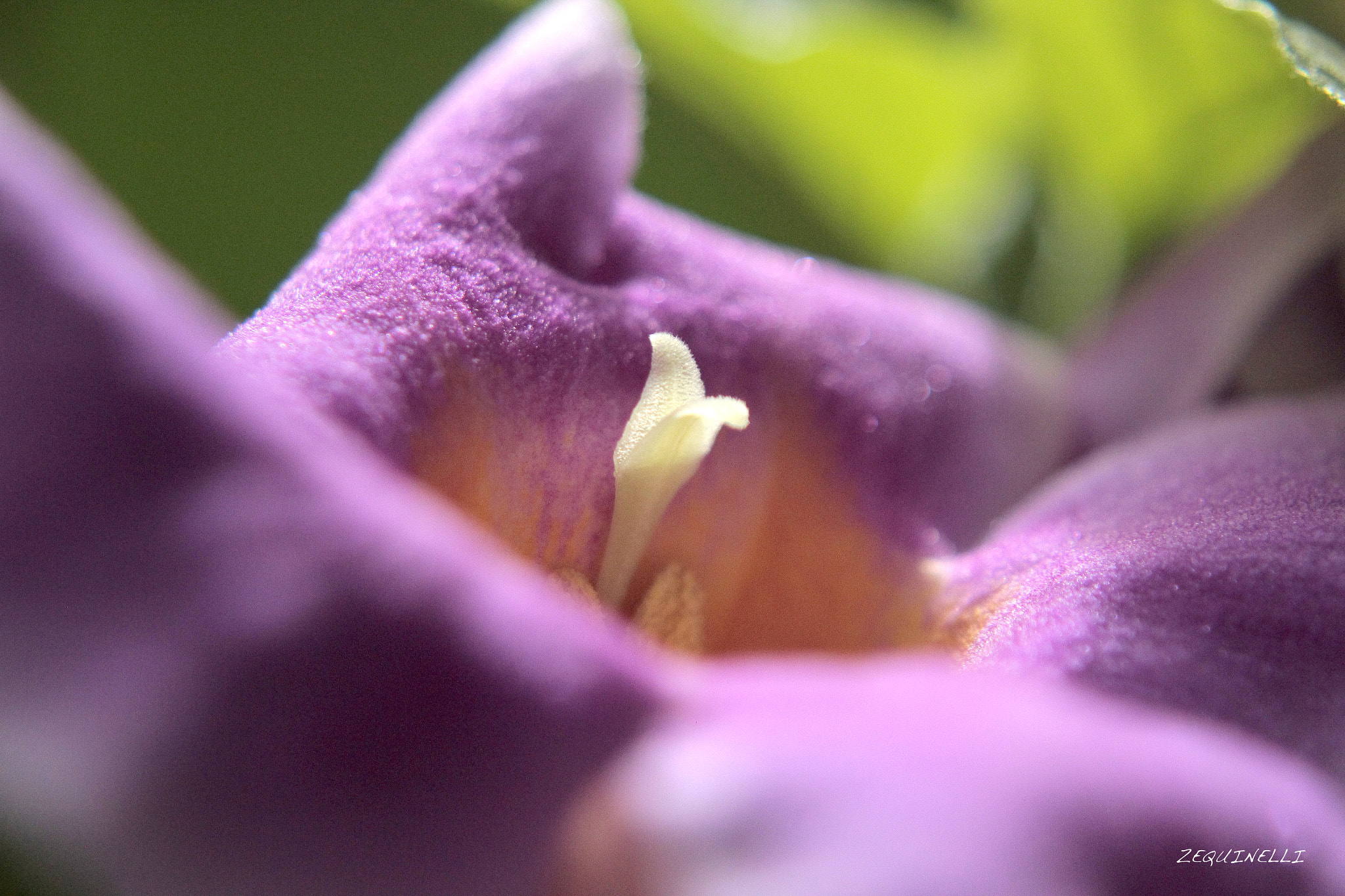 Sigma 28-80mm f/3.5-5.6 II Macro sample photo. In love photography