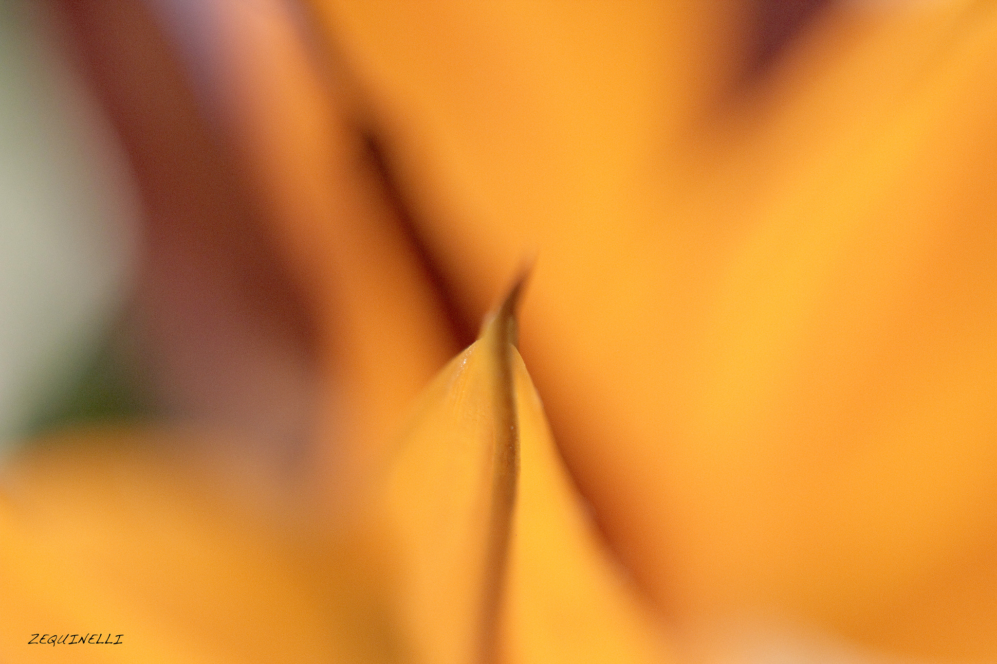 Sigma 28-80mm f/3.5-5.6 II Macro sample photo. Yellow photography