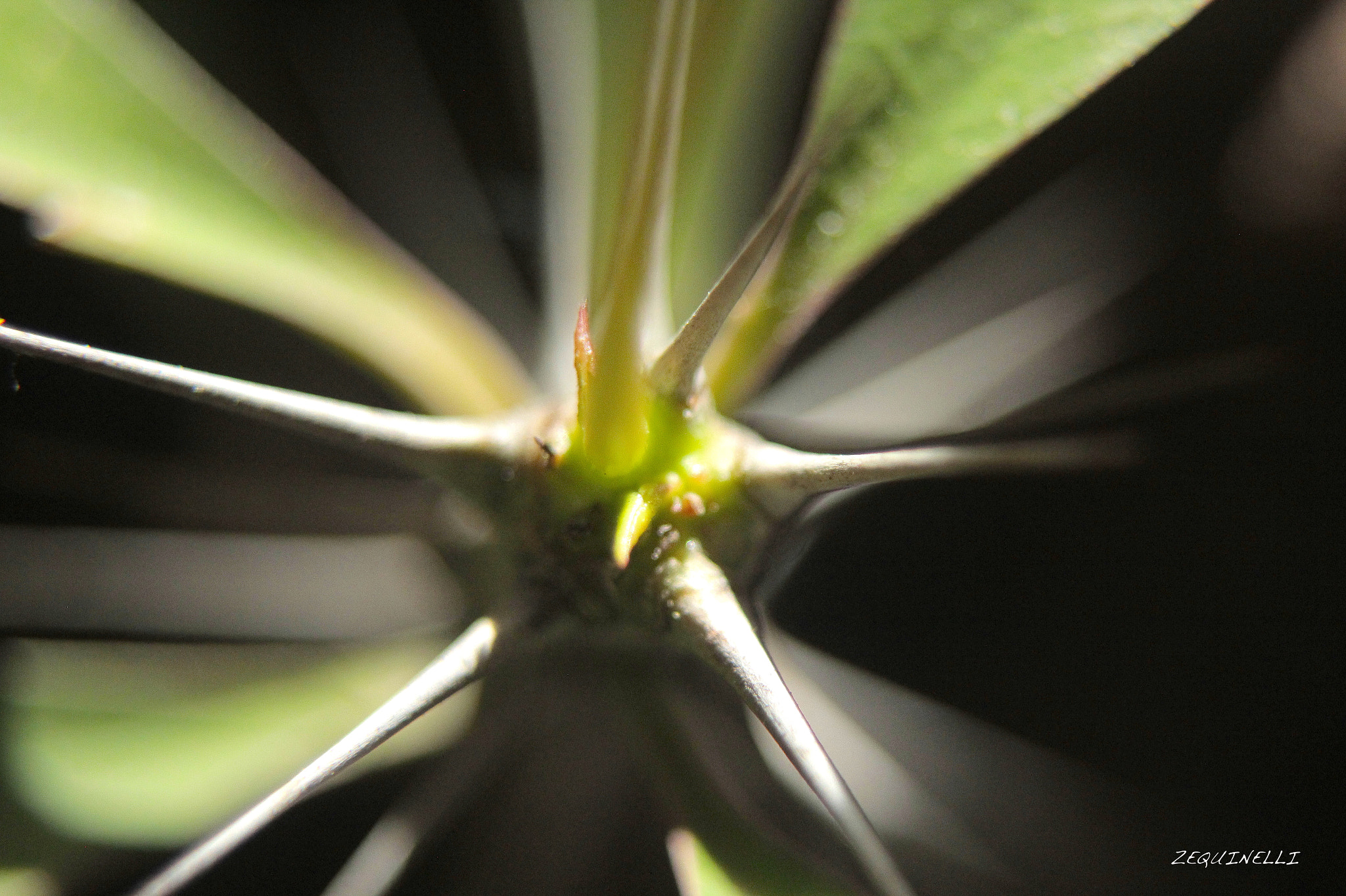 Sigma 28-80mm f/3.5-5.6 II Macro sample photo. Shadow photography