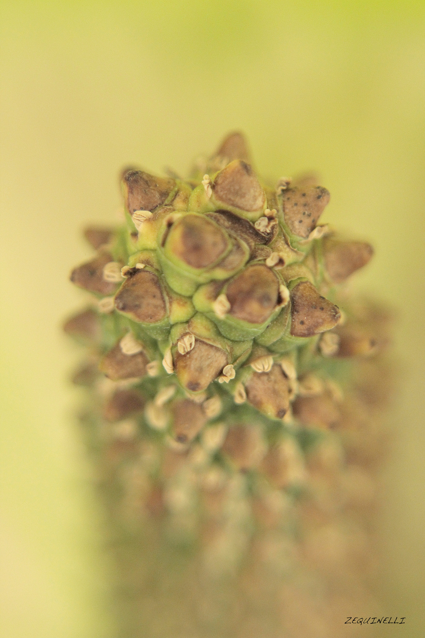 Sigma 28-80mm f/3.5-5.6 II Macro sample photo. You photography