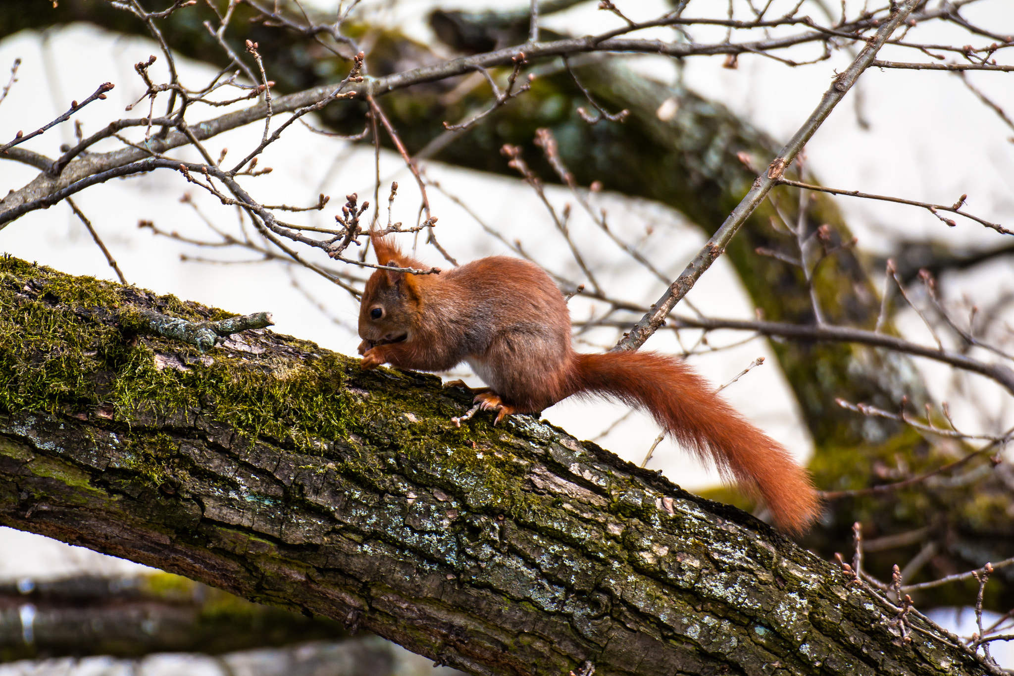 Canon EOS 450D (EOS Rebel XSi / EOS Kiss X2) sample photo. Squirrel 2 photography