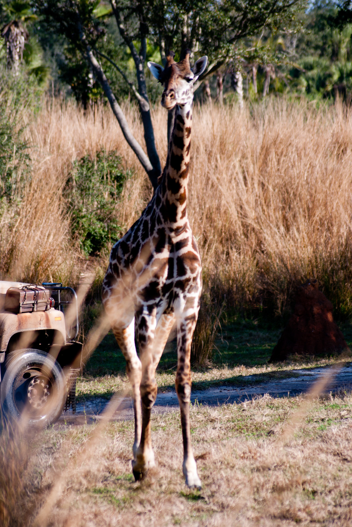 Nikon D60 sample photo. Disney o photography