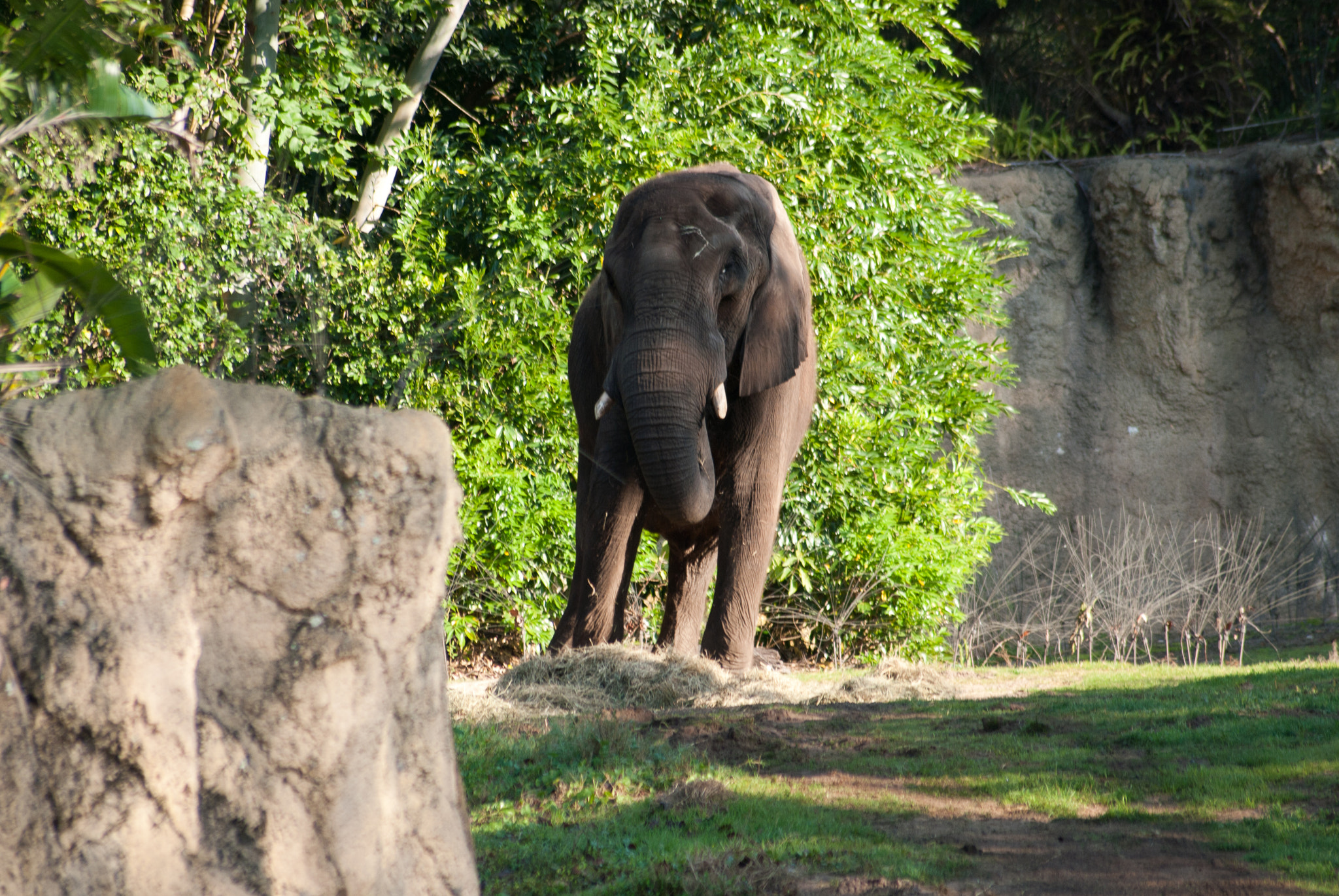 Nikon D60 sample photo. Disney o photography