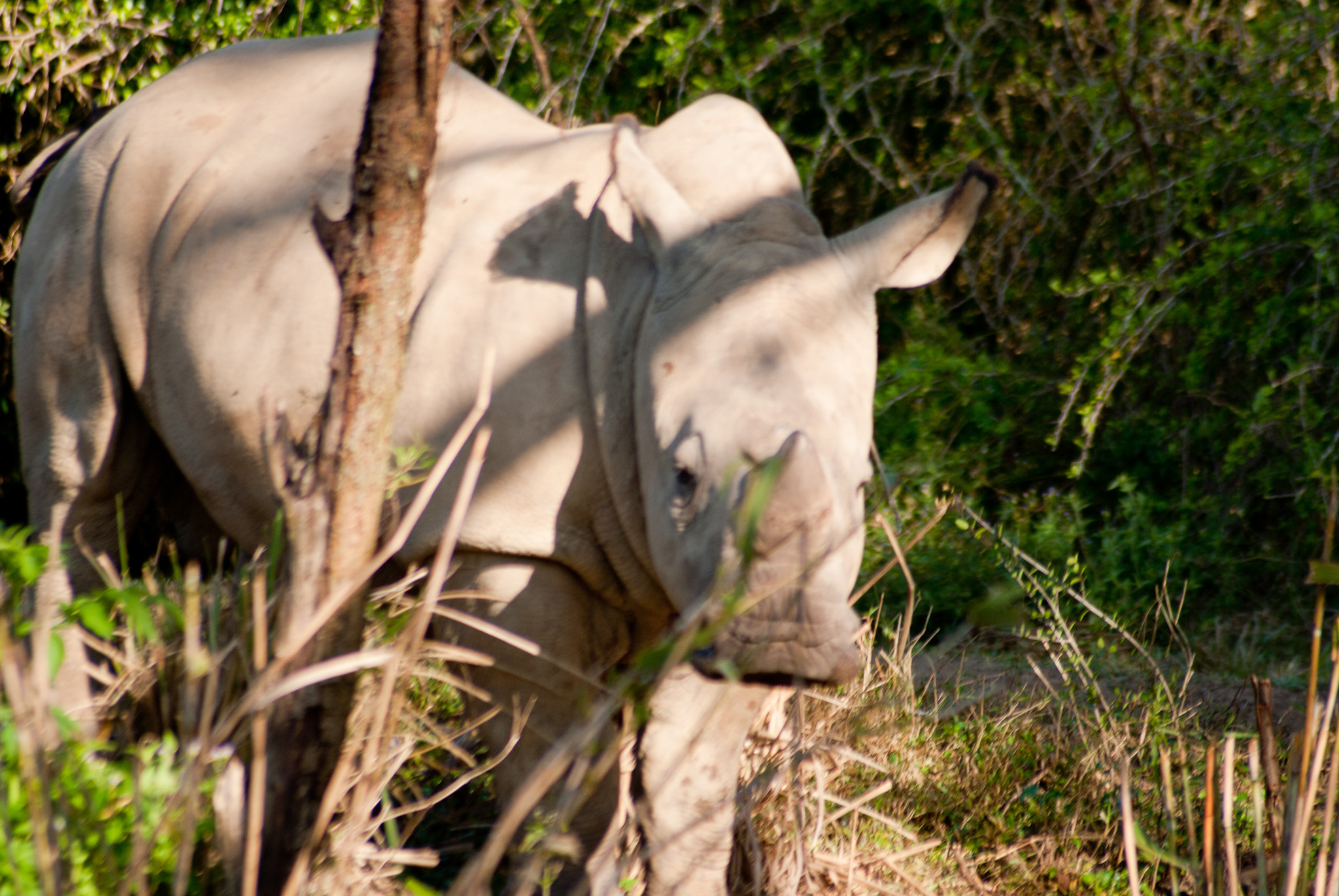 Nikon D60 sample photo. Disney o photography